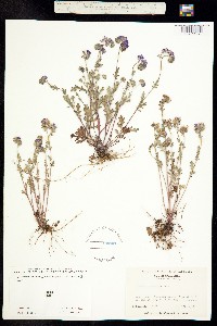 Image of Phacelia maculata