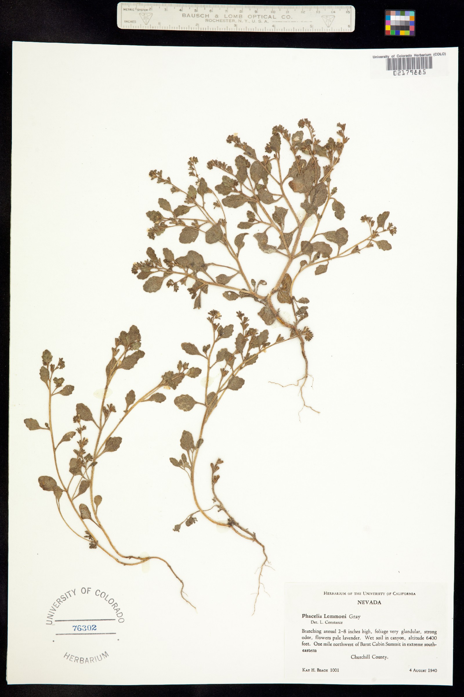 Phacelia lemmonii image
