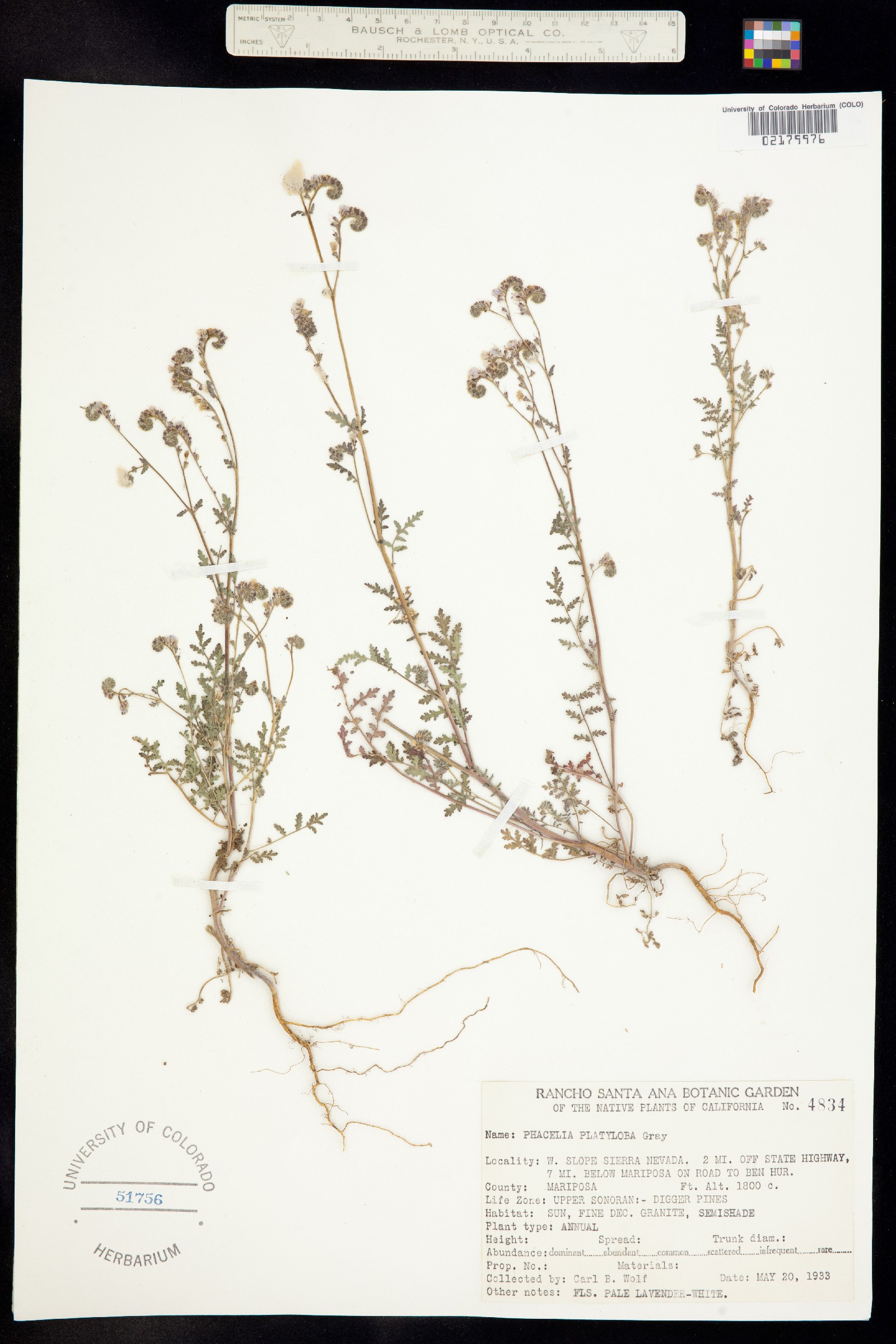 Phacelia platyloba image