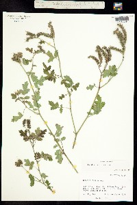 Image of Phacelia rupestris