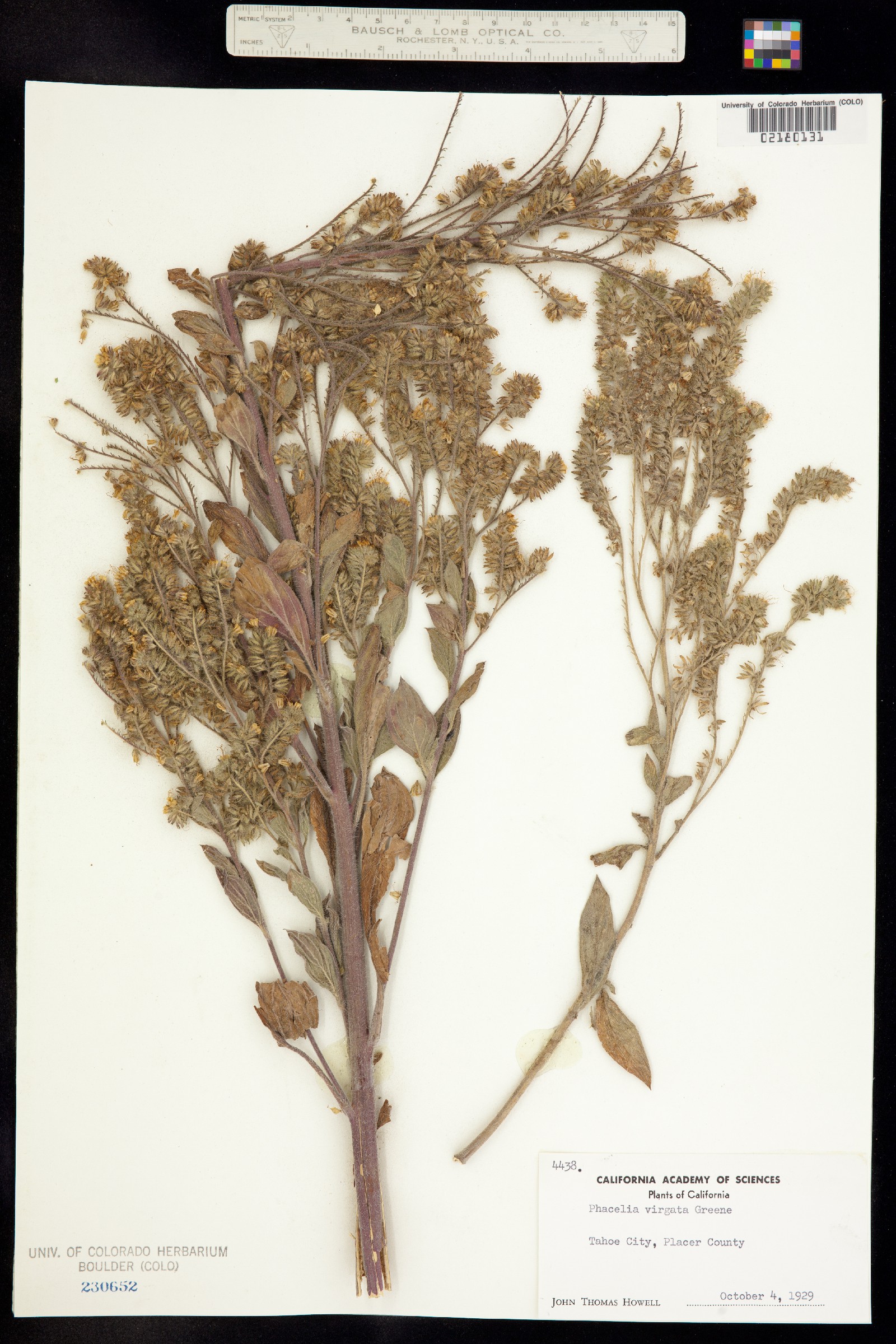 Phacelia virgata image