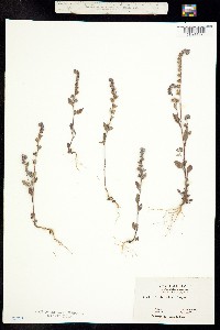 Phacelia vallicola image