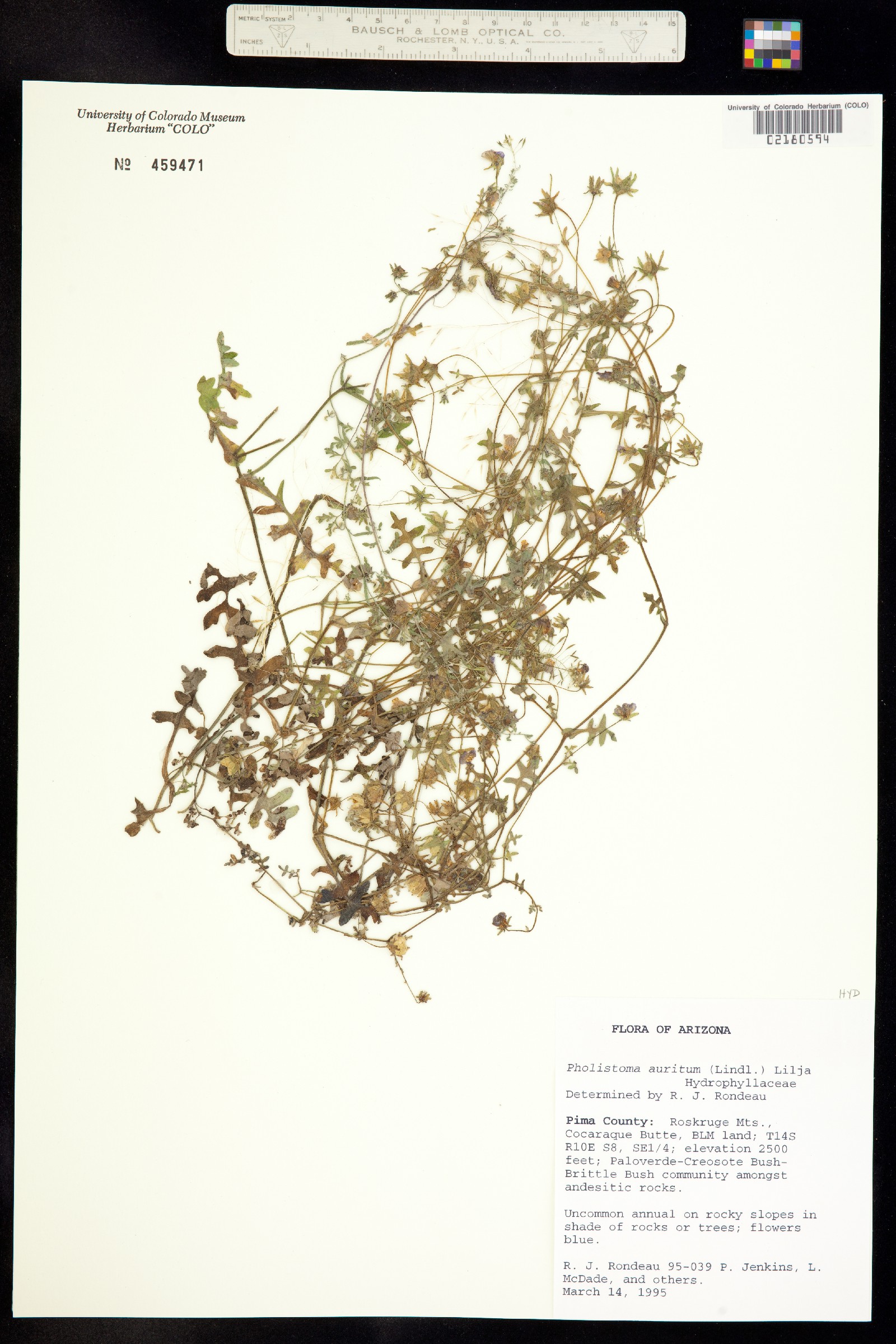 Pholistoma auritum image