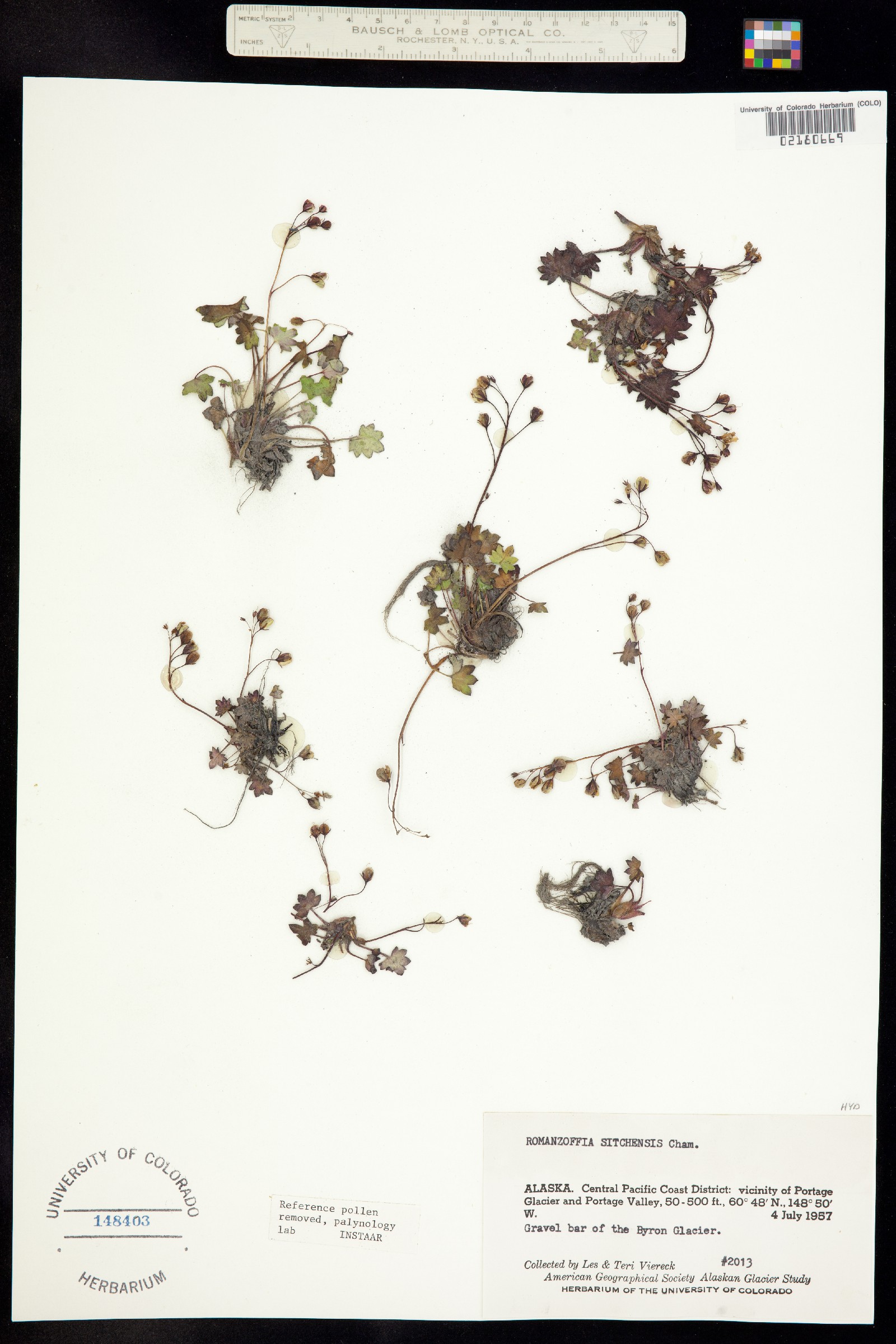 Romanzoffia sitchensis image