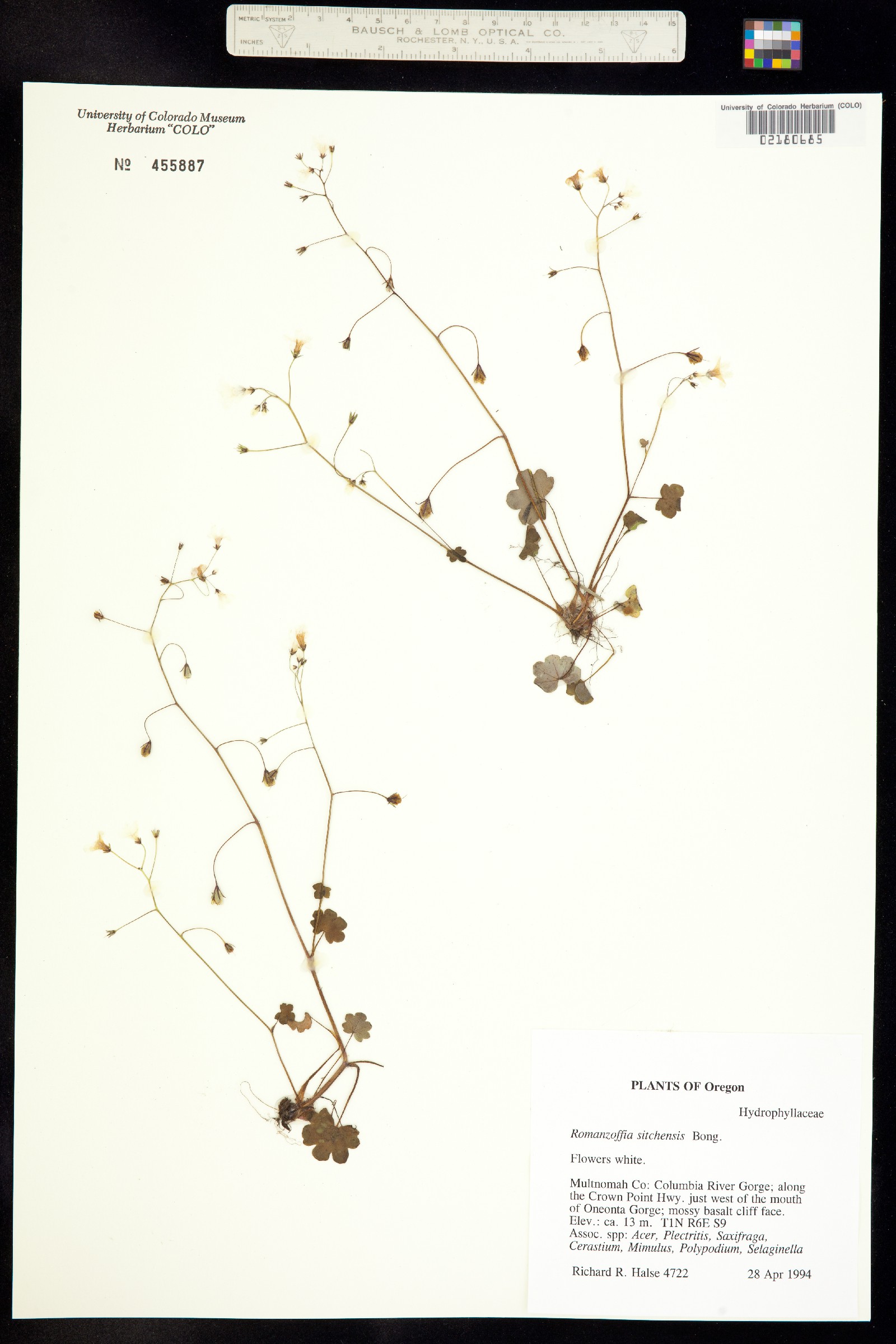 Romanzoffia sitchensis image
