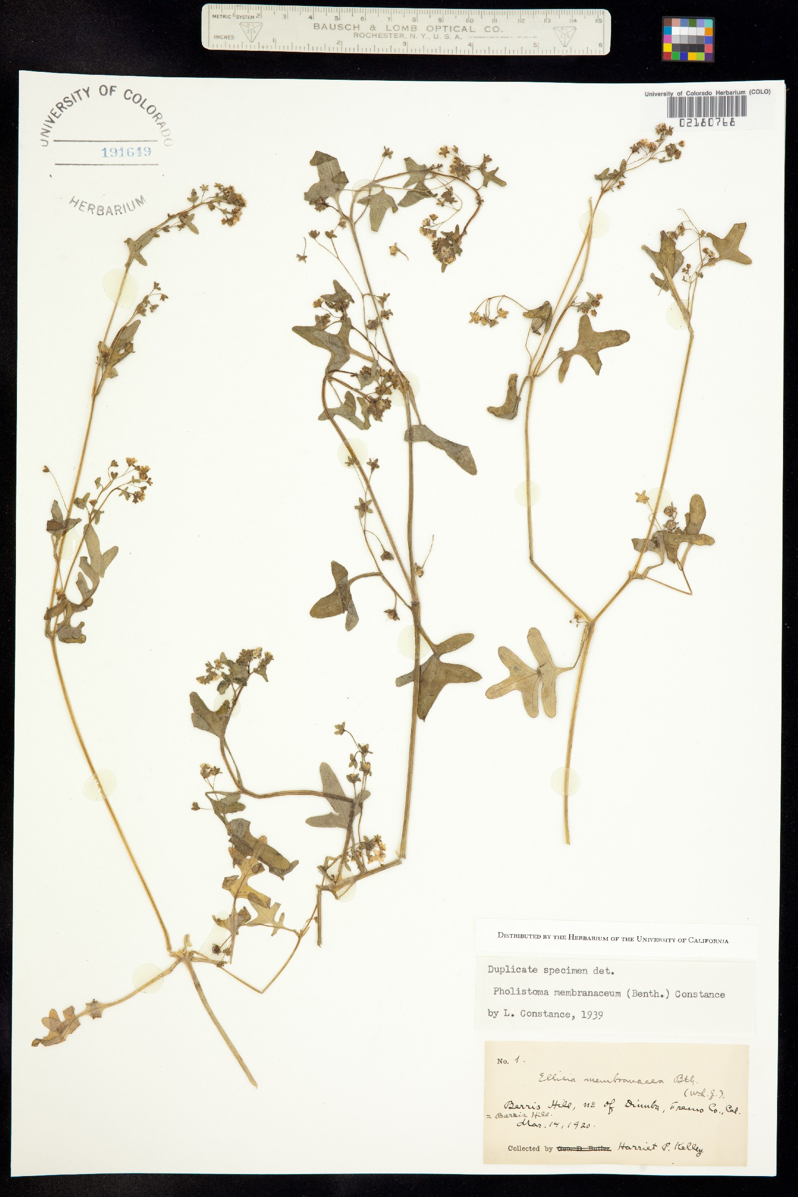 Pholistoma membranaceum image