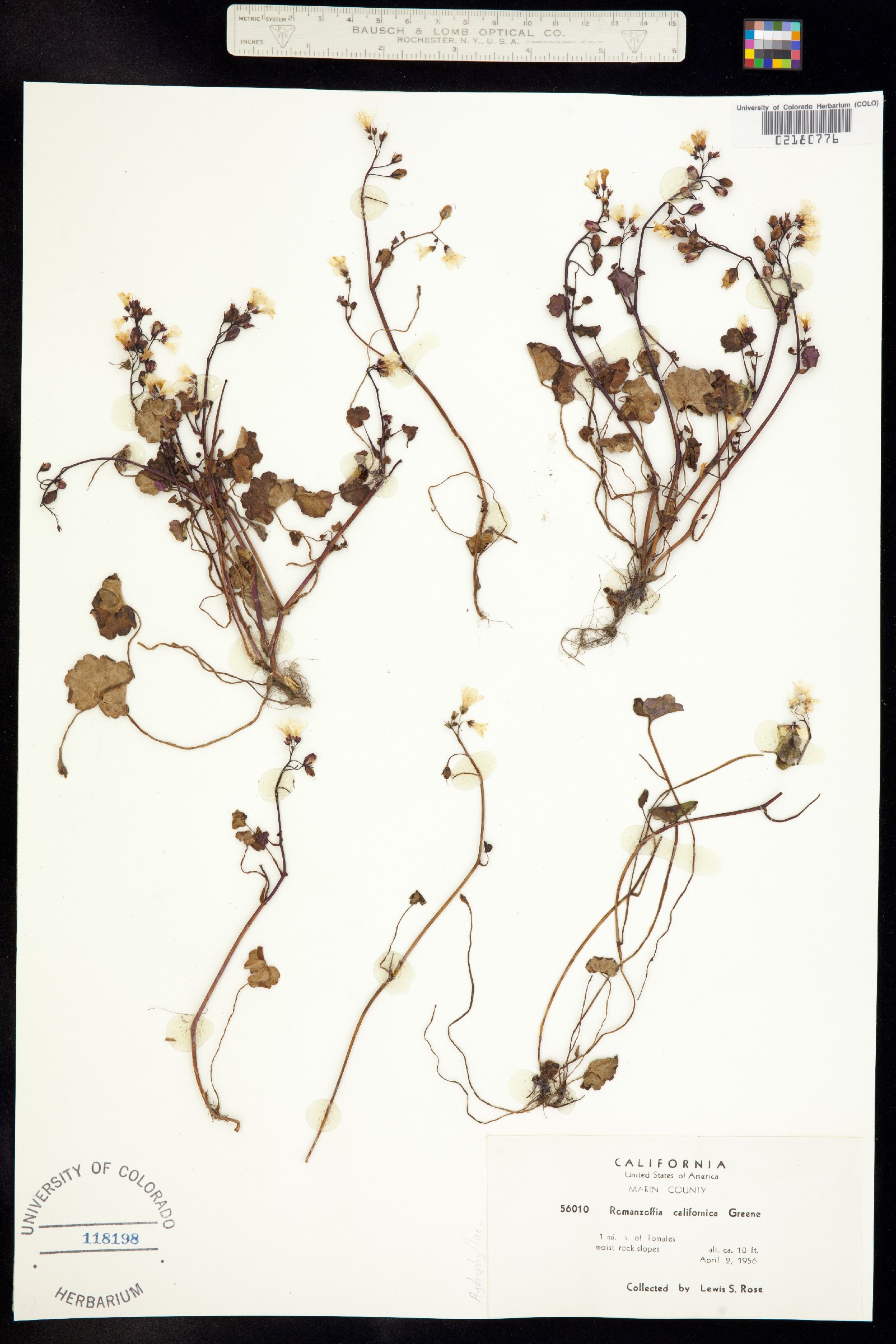 Romanzoffia californica image