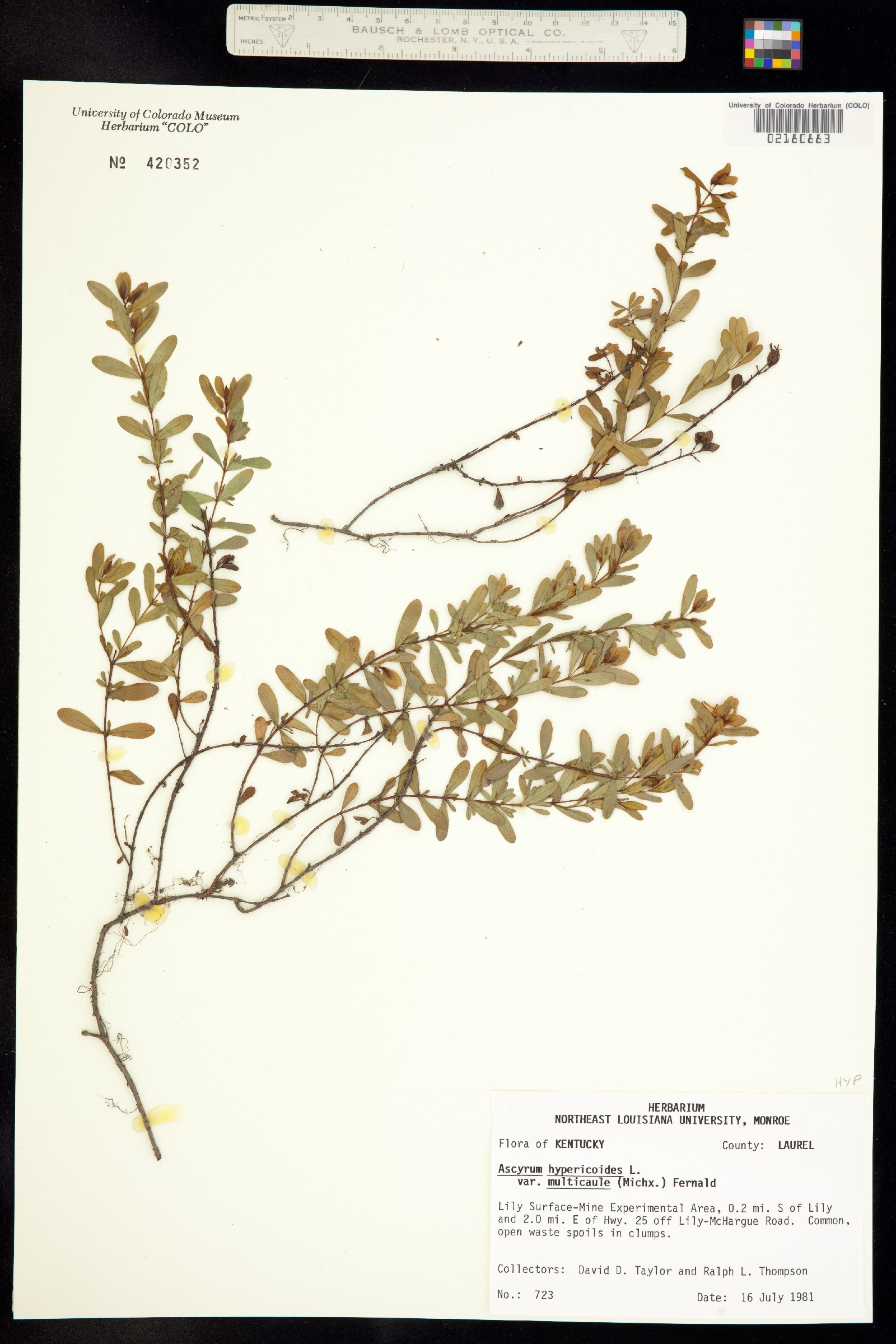 Hypericum image