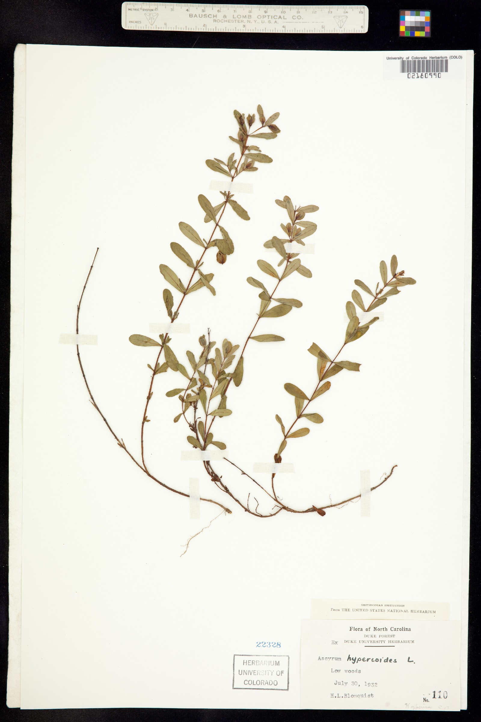 Hypericum hypericoides ssp. hypericoides image