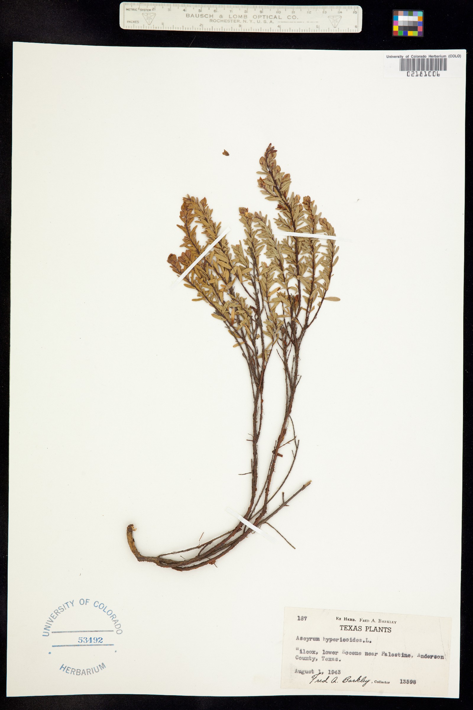 Hypericum hypericoides ssp. hypericoides image
