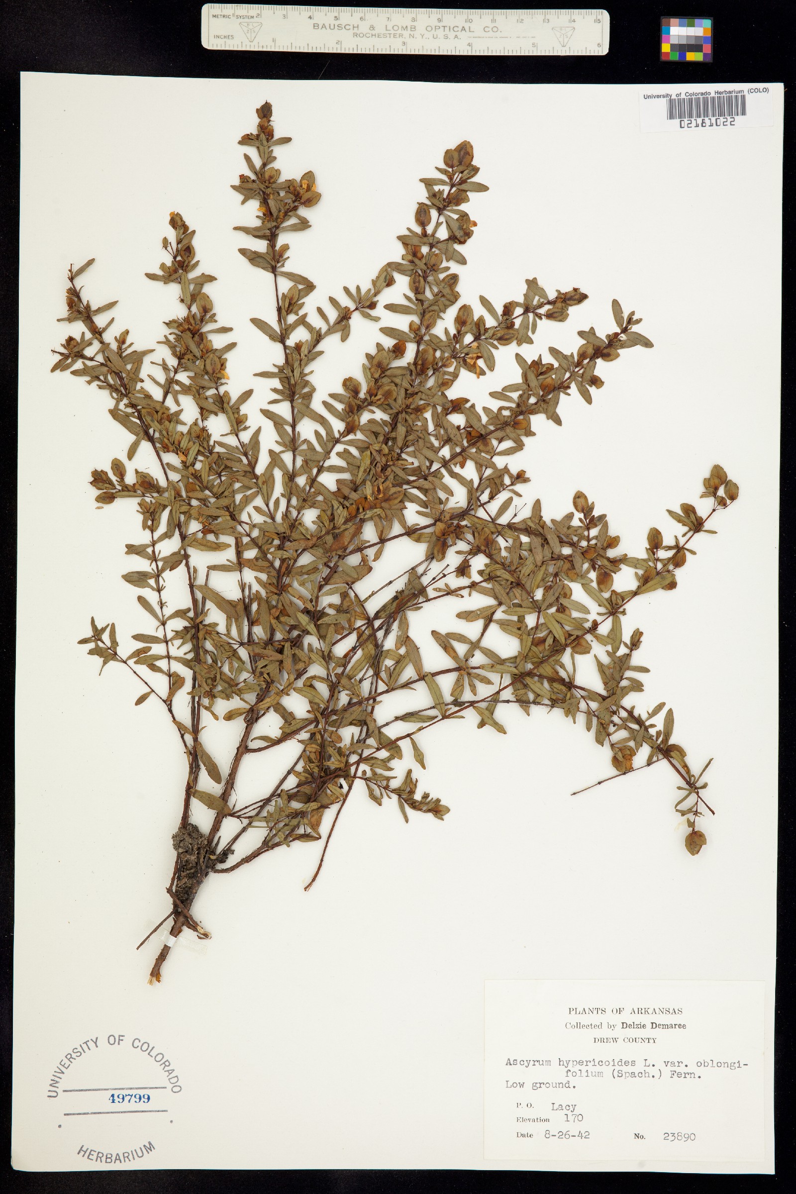 Hypericum hypericoides ssp. hypericoides image
