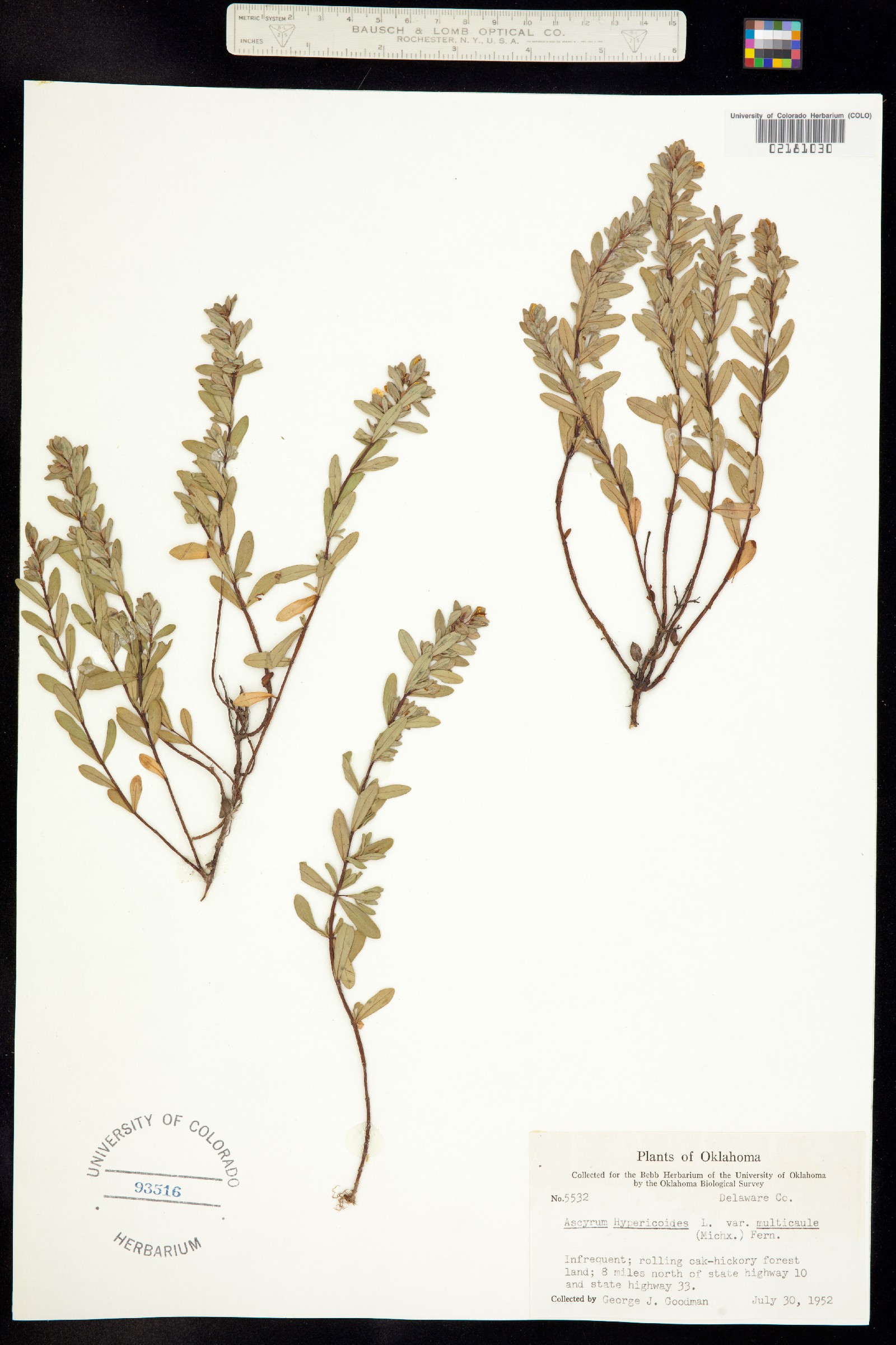 Hypericum hypericoides image