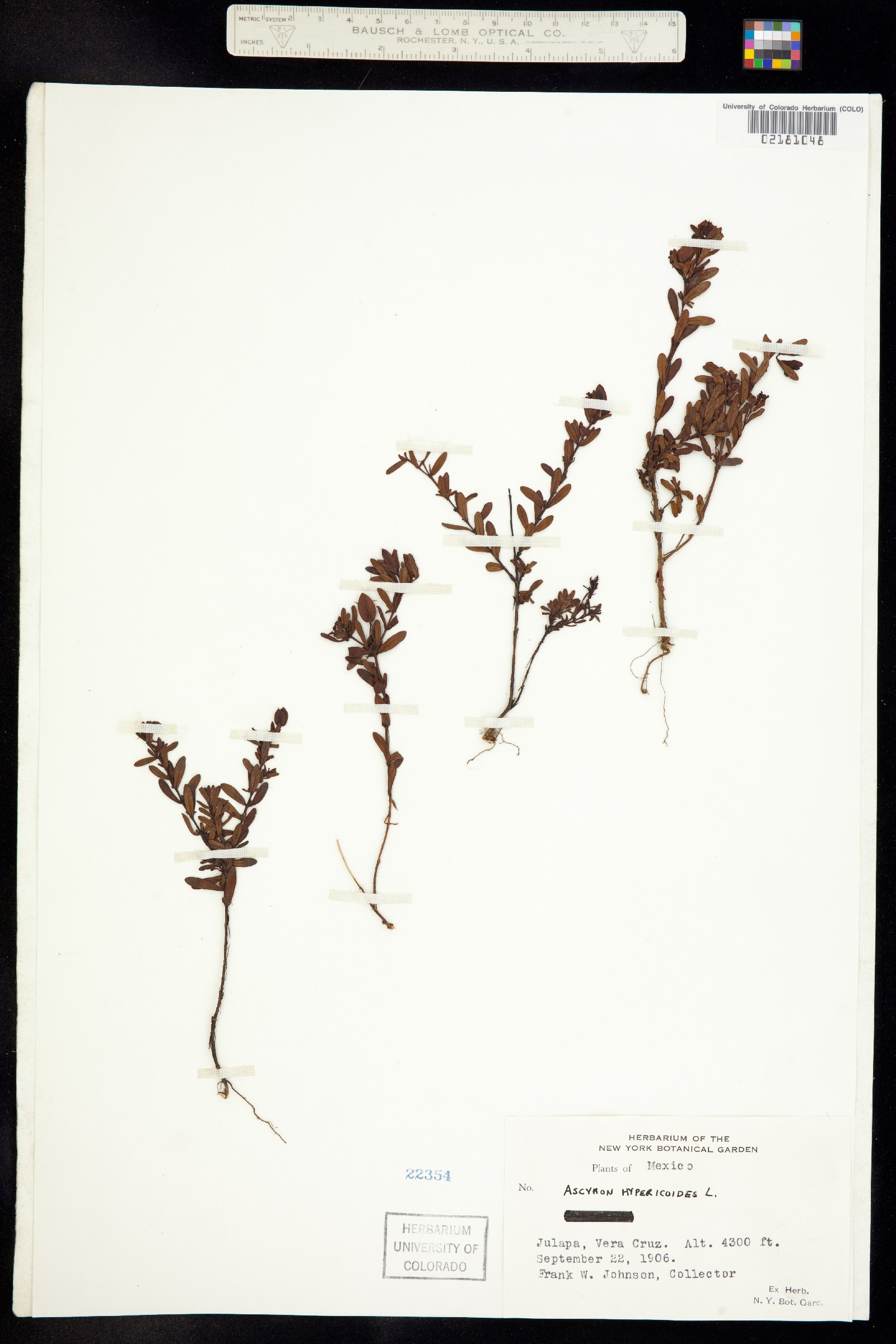 Hypericum hypericoides ssp. hypericoides image