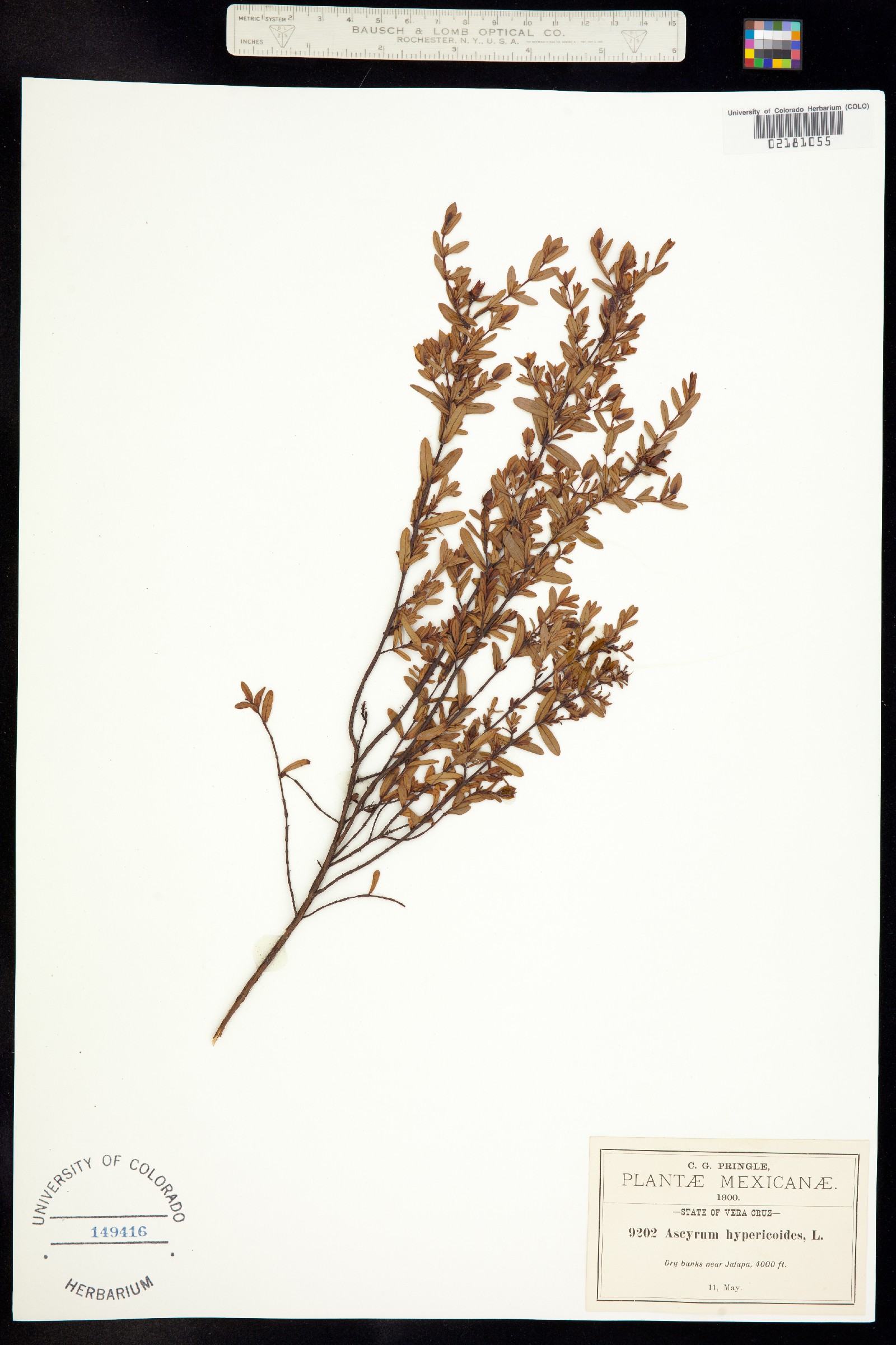 Hypericum hypericoides ssp. hypericoides image