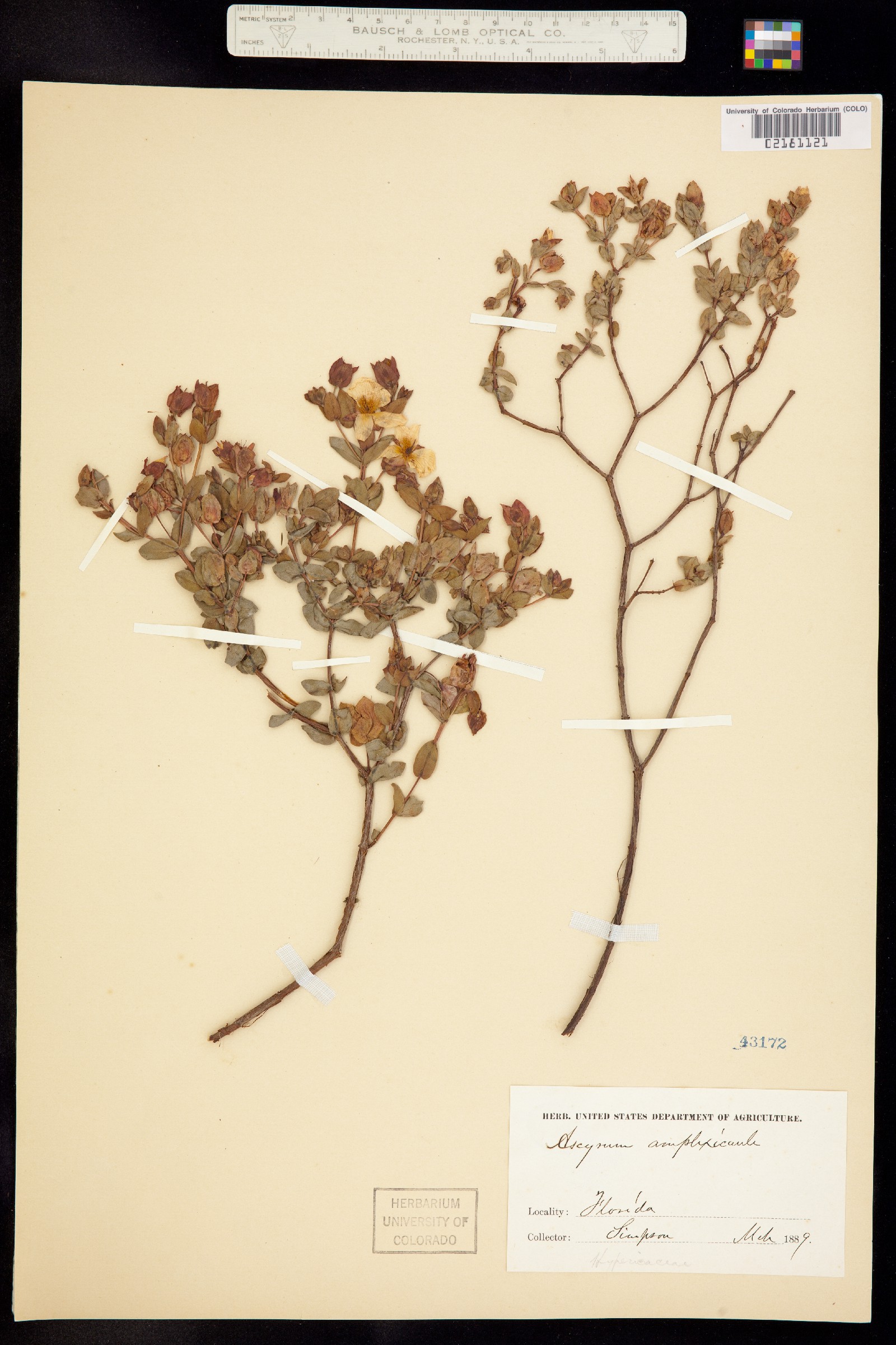 Hypericum pulchrum image