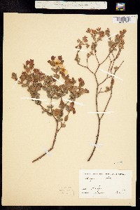 Hypericum pulchrum image