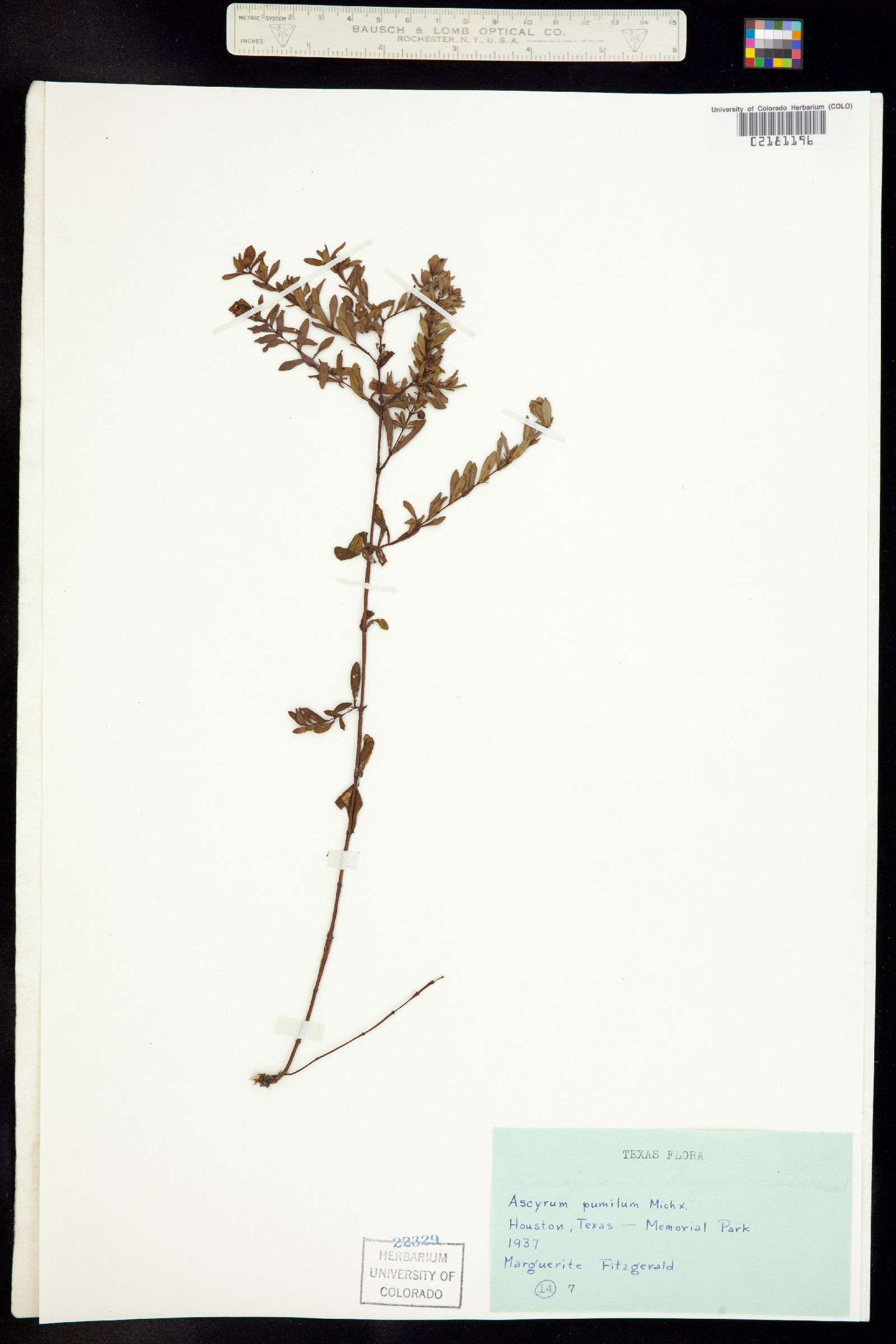 Hypericum pumilum image