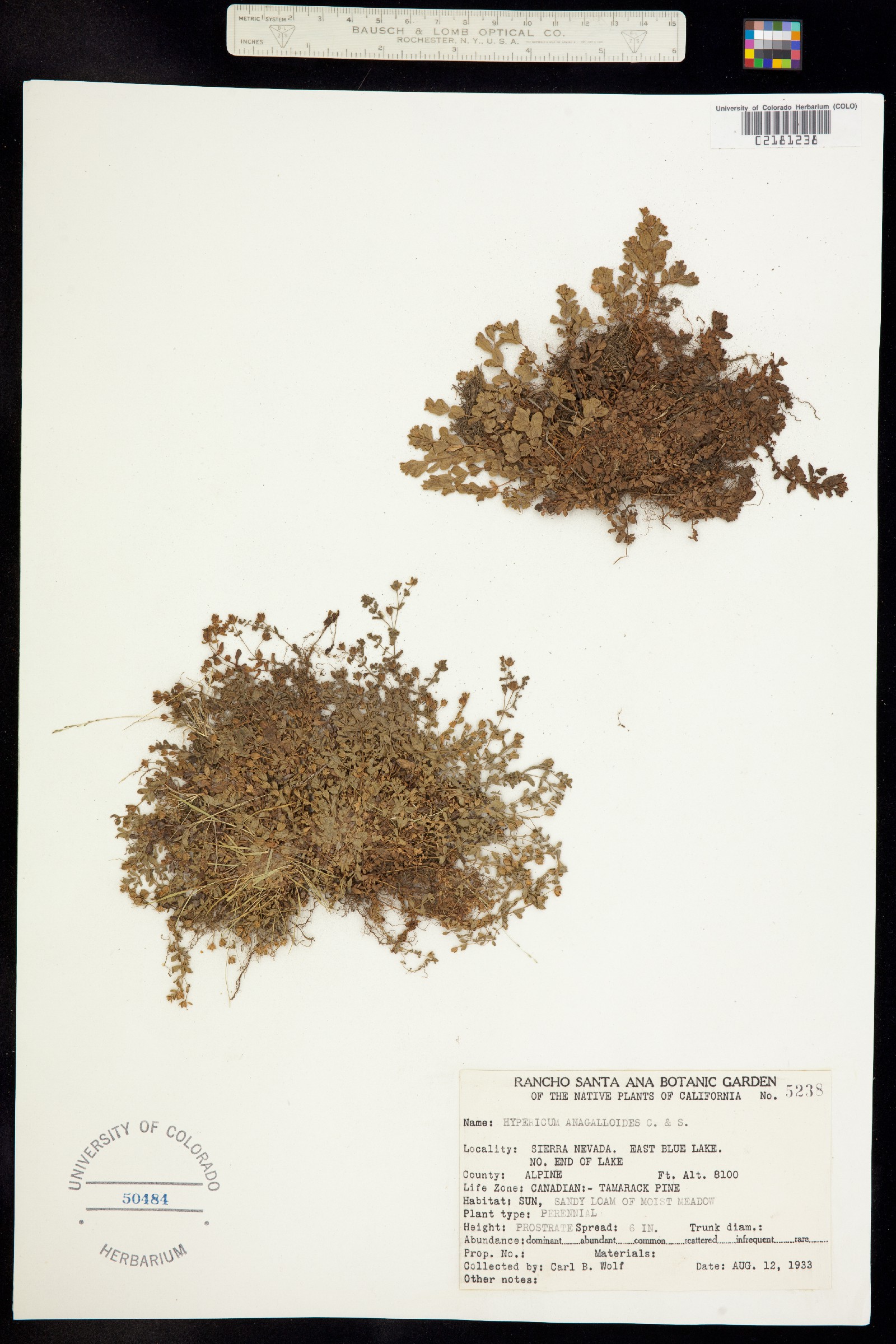 Hypericum anagalloides image