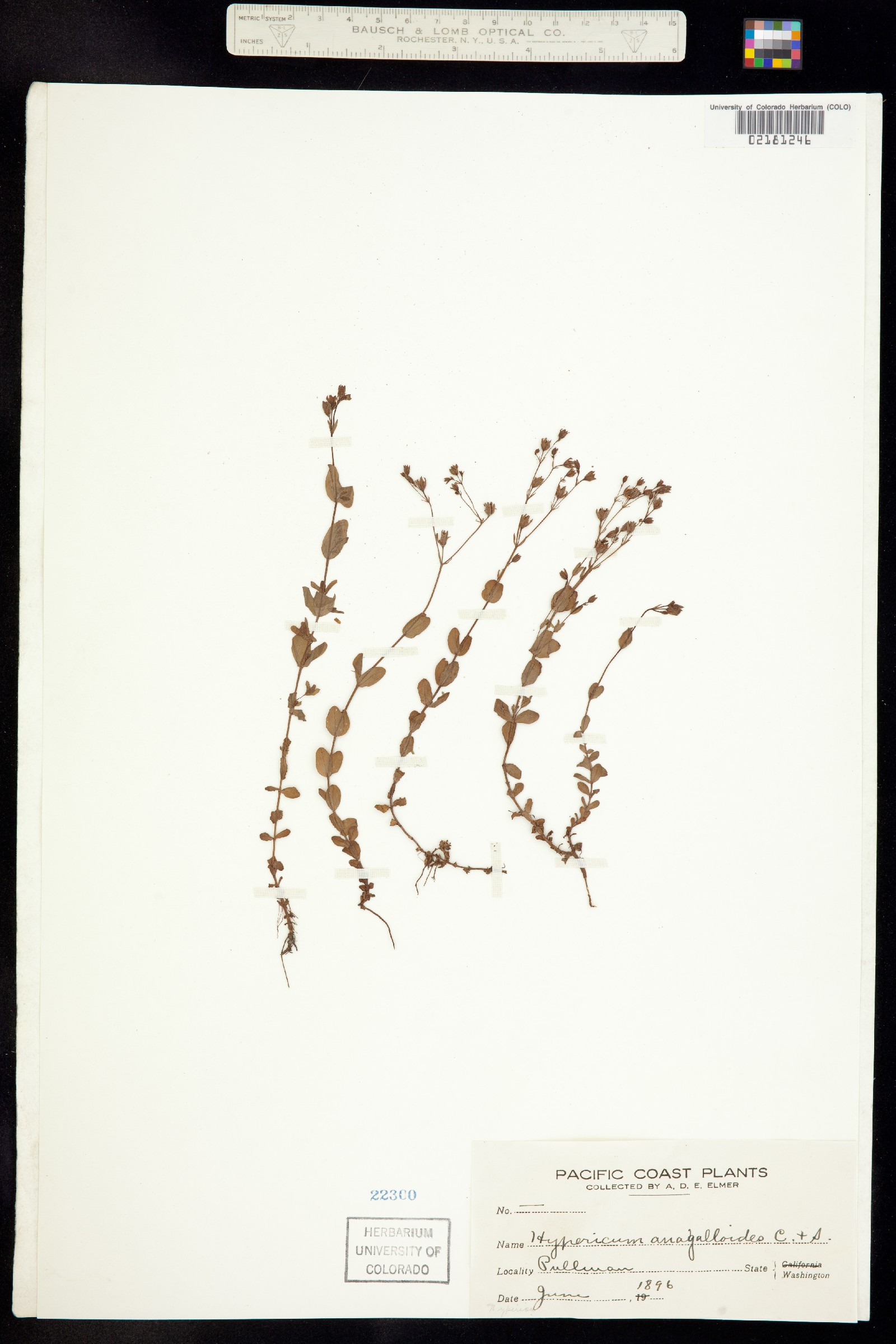 Hypericum anagalloides image