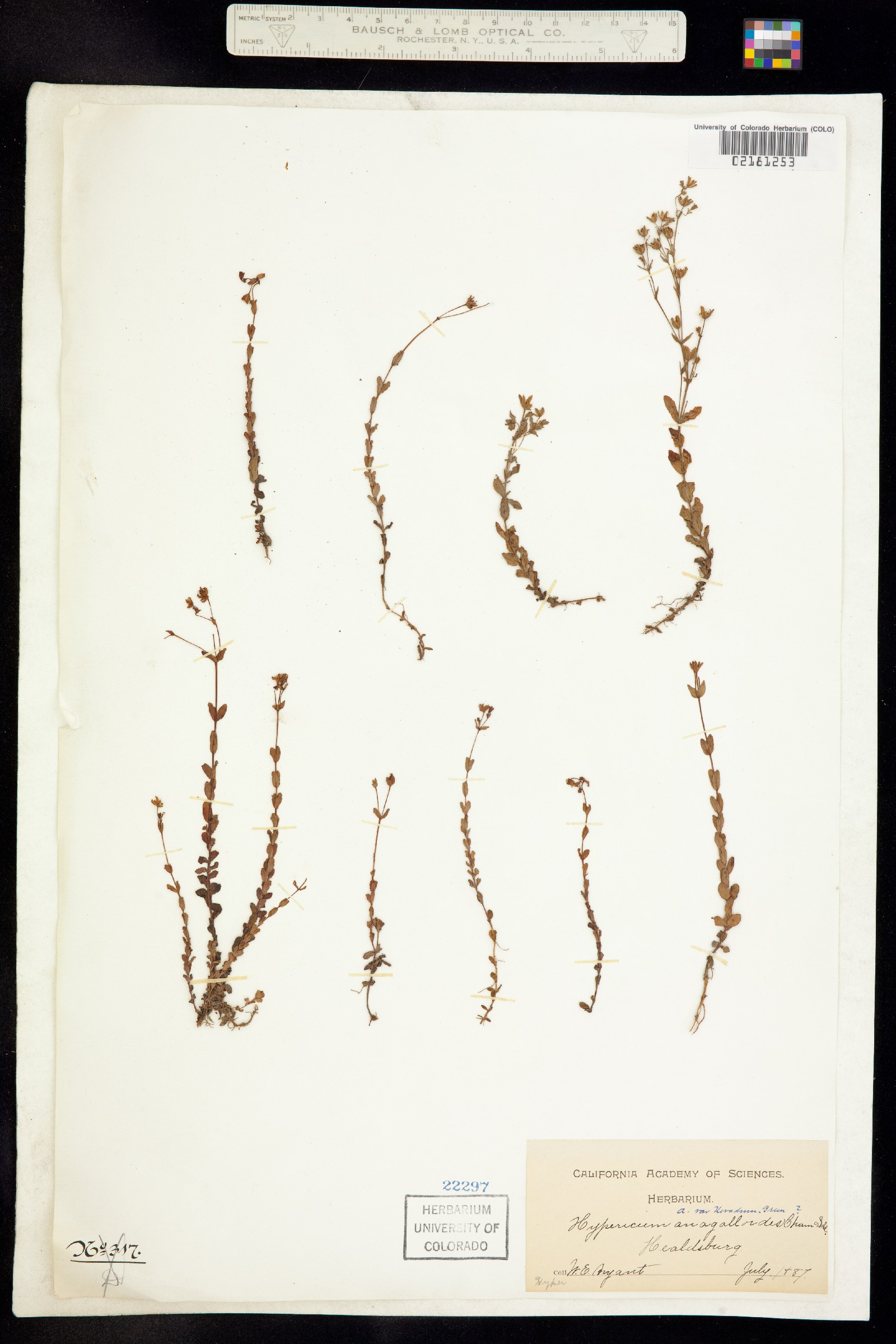 Hypericum anagalloides image
