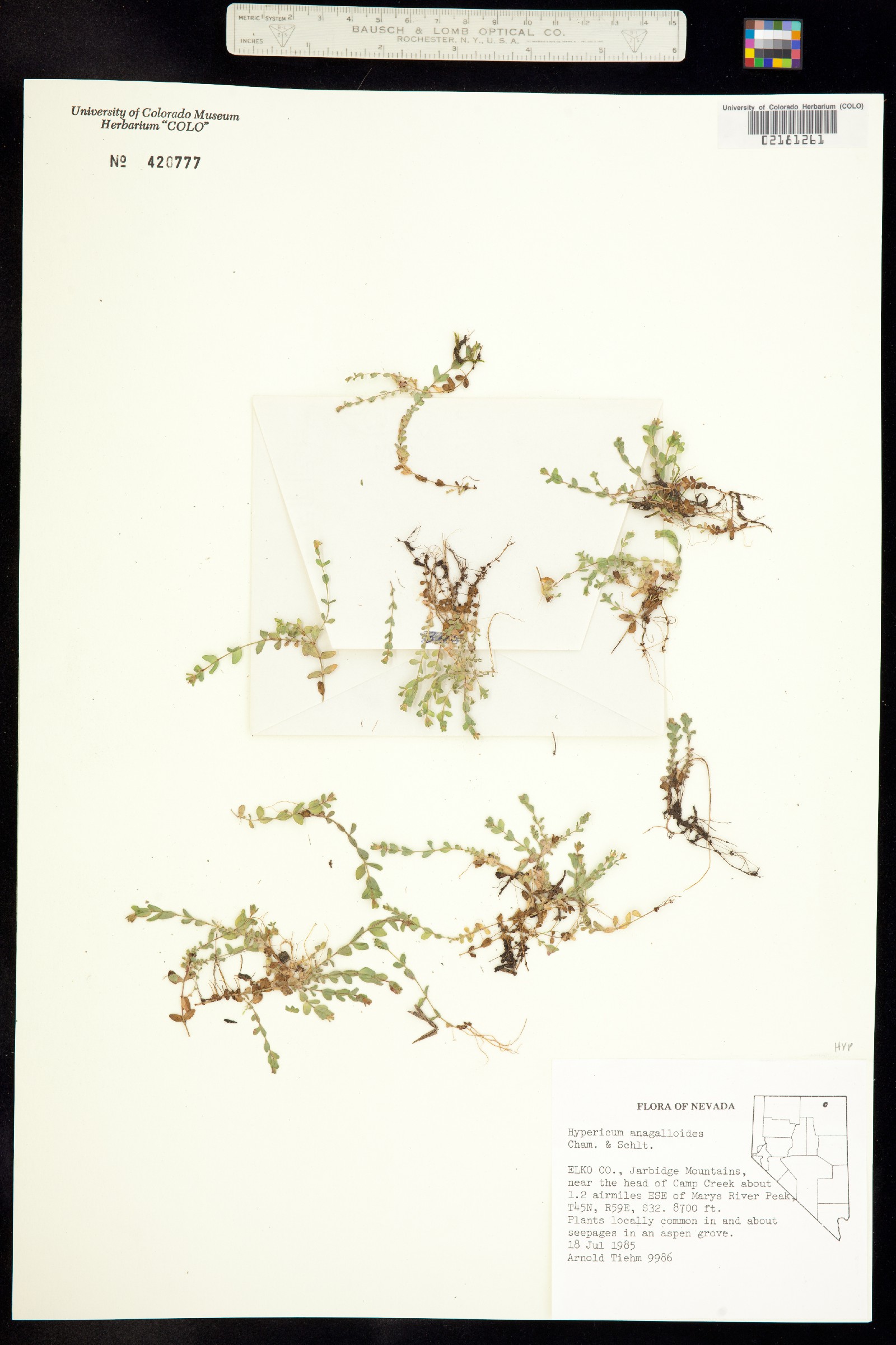 Hypericum anagalloides image