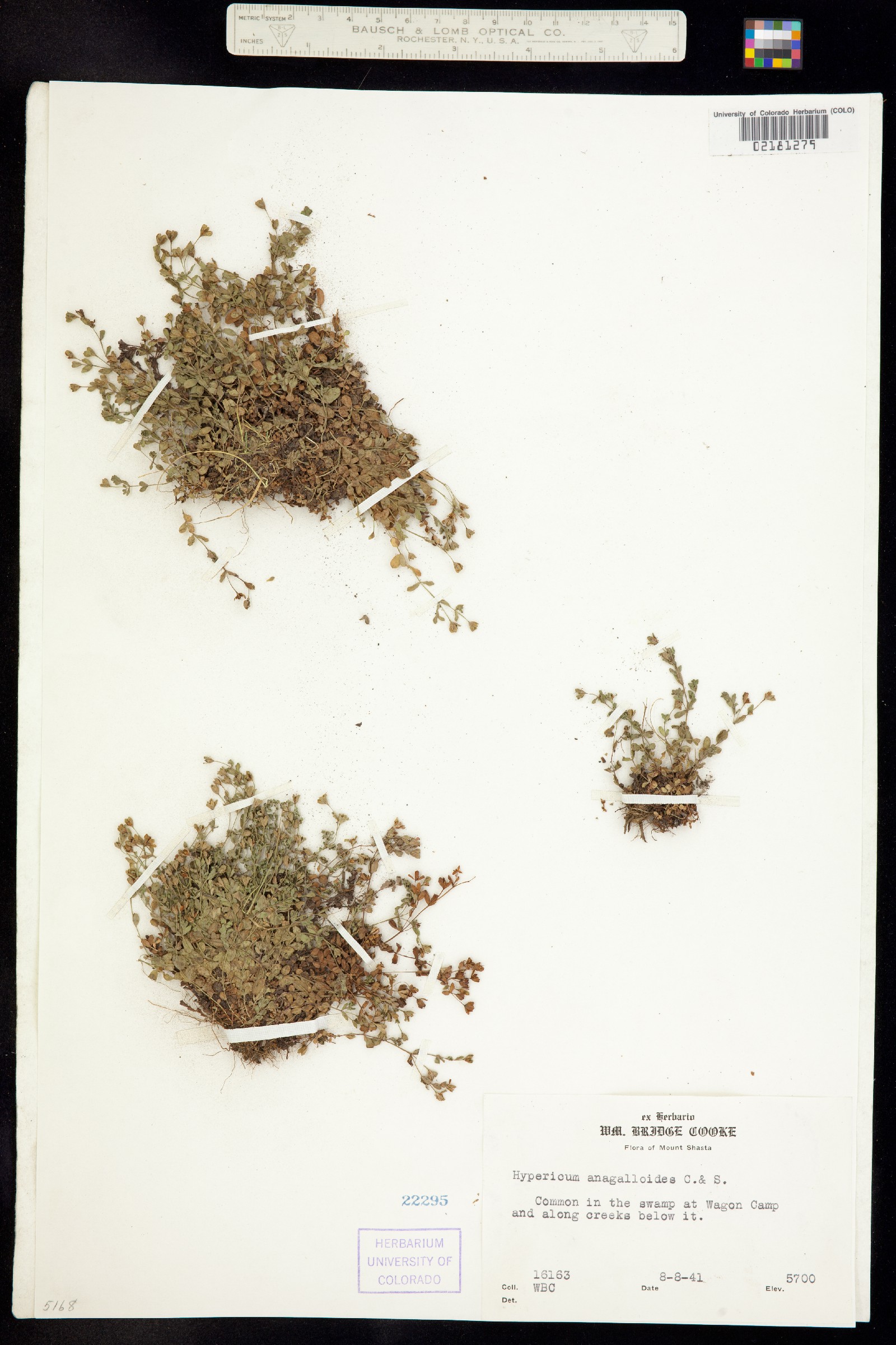 Hypericum anagalloides image