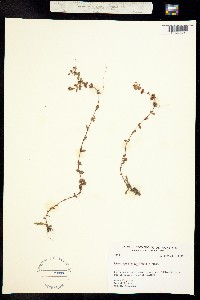 Image of Hypericum boreale