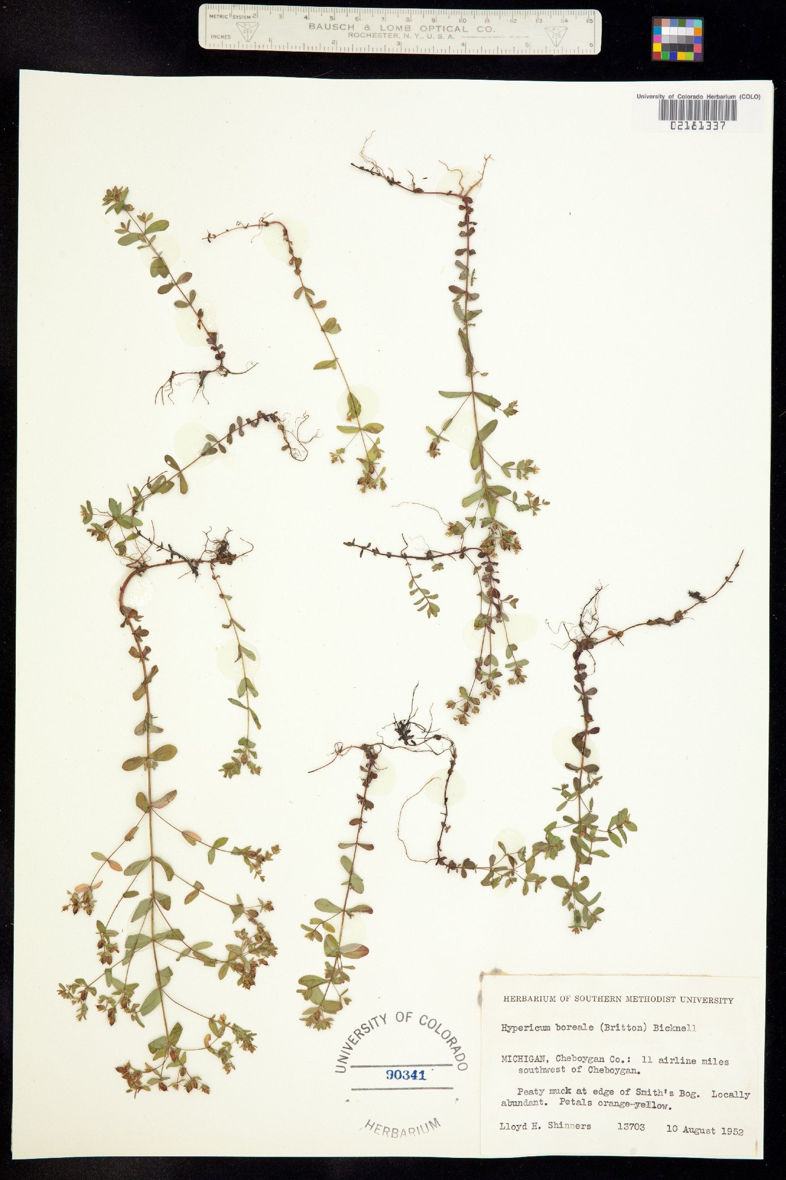 Hypericum mutilum image