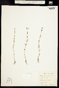 Image of Hypericum canadense