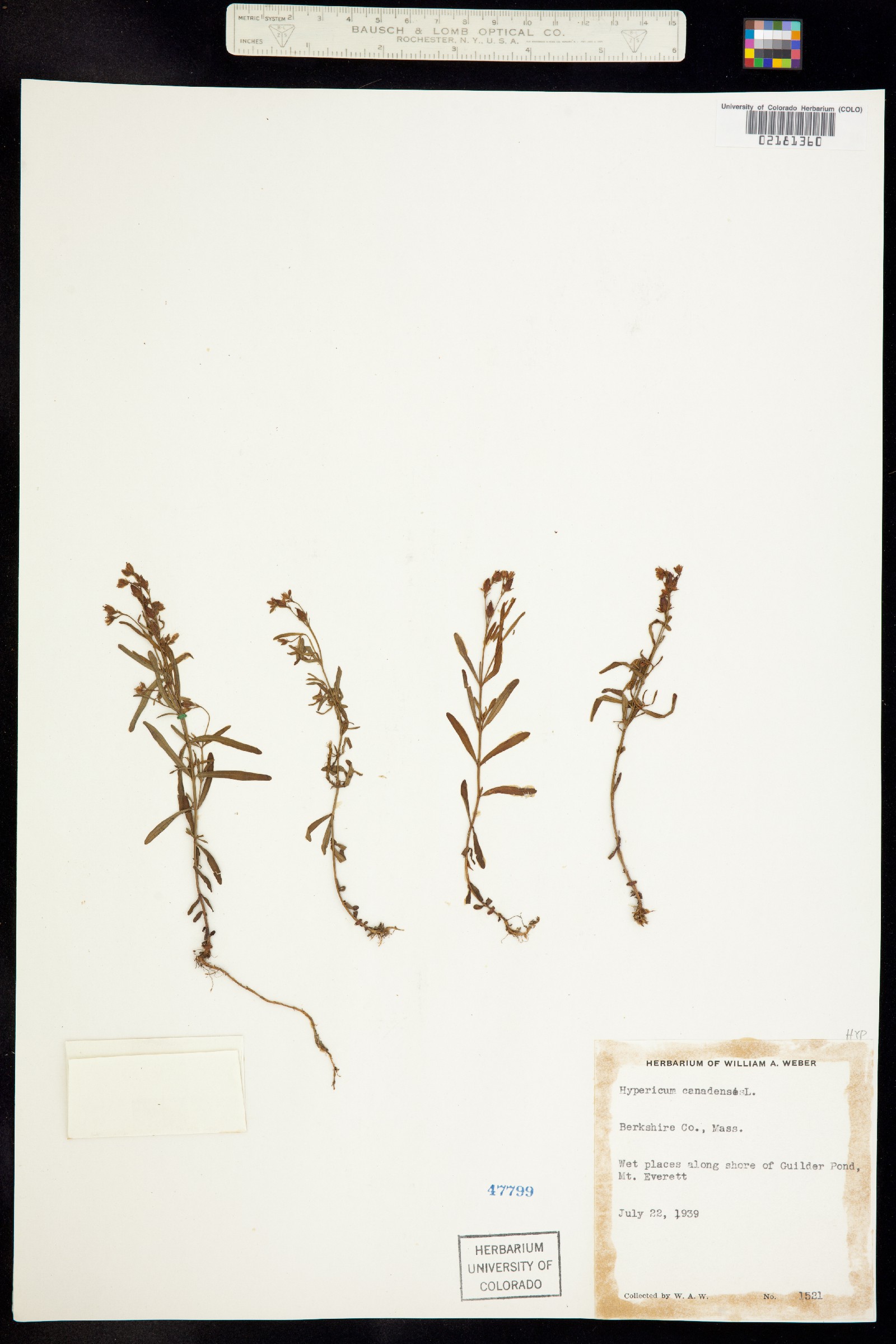 Hypericum canadense image
