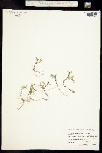 Hypericum mutilum ssp. boreale image