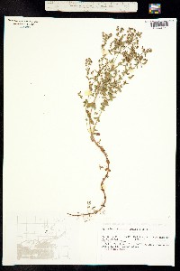Hypericum mutilum ssp. boreale image