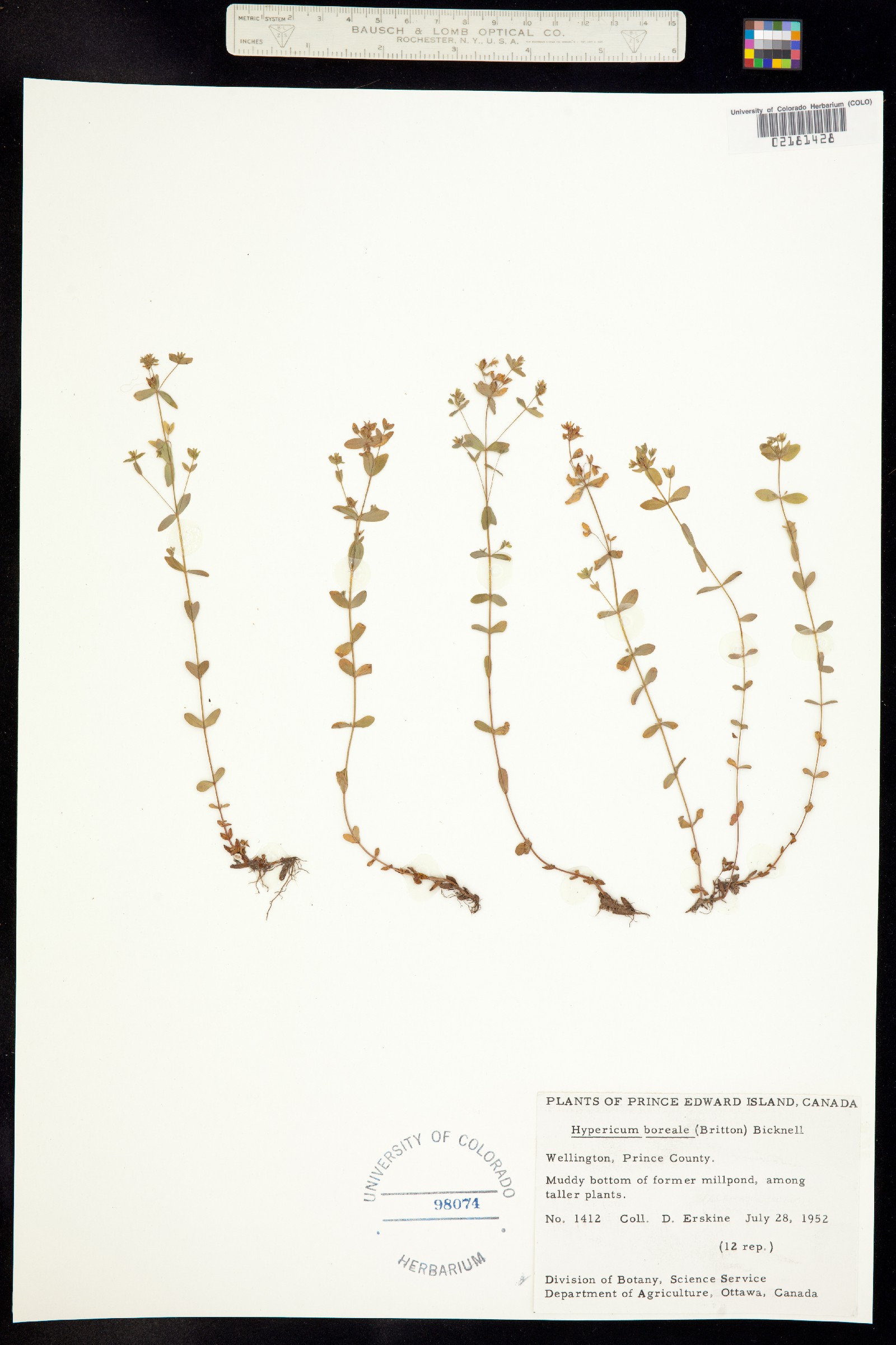 Hypericum mutilum ssp. boreale image