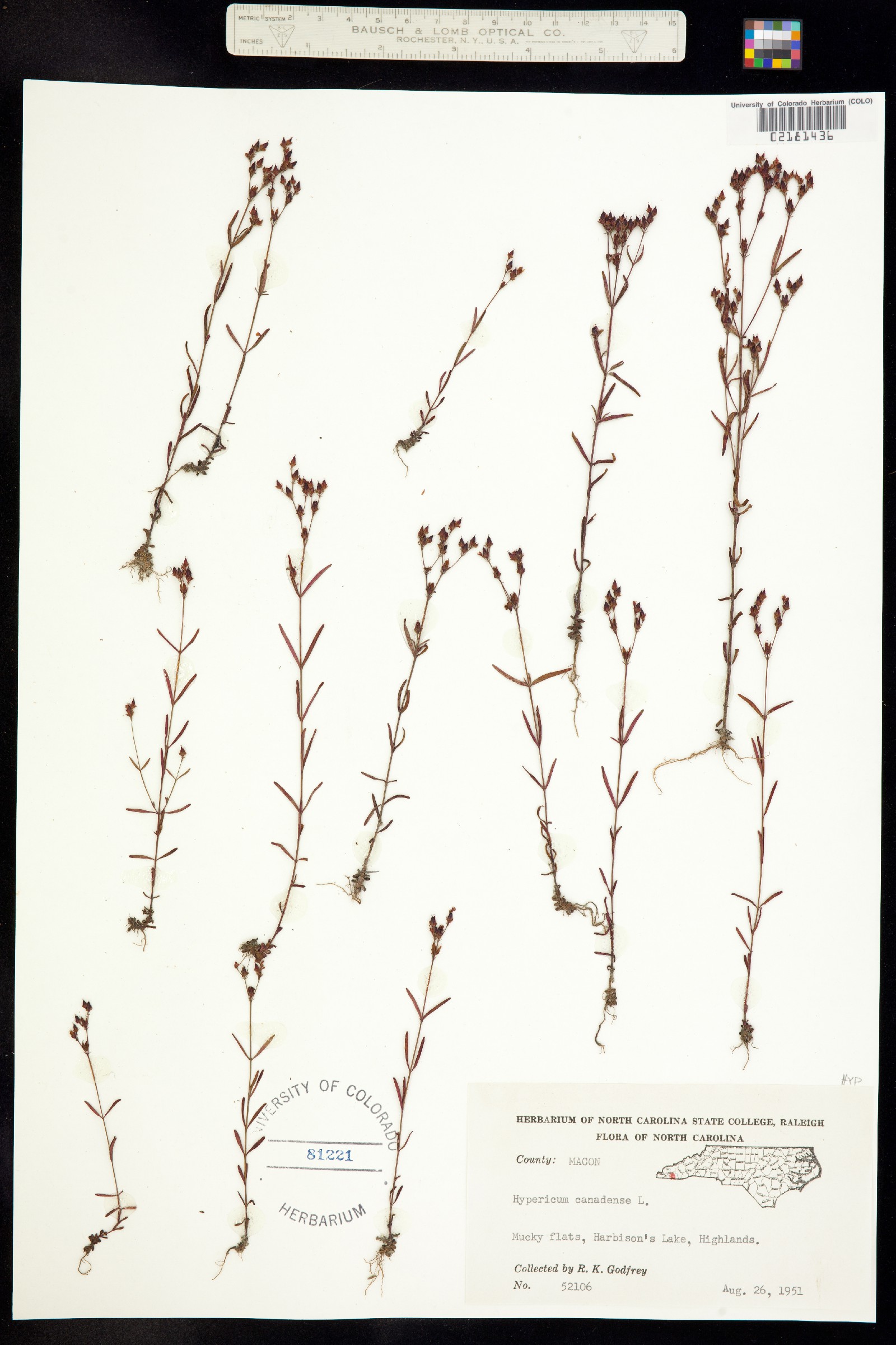 Hypericum canadense image