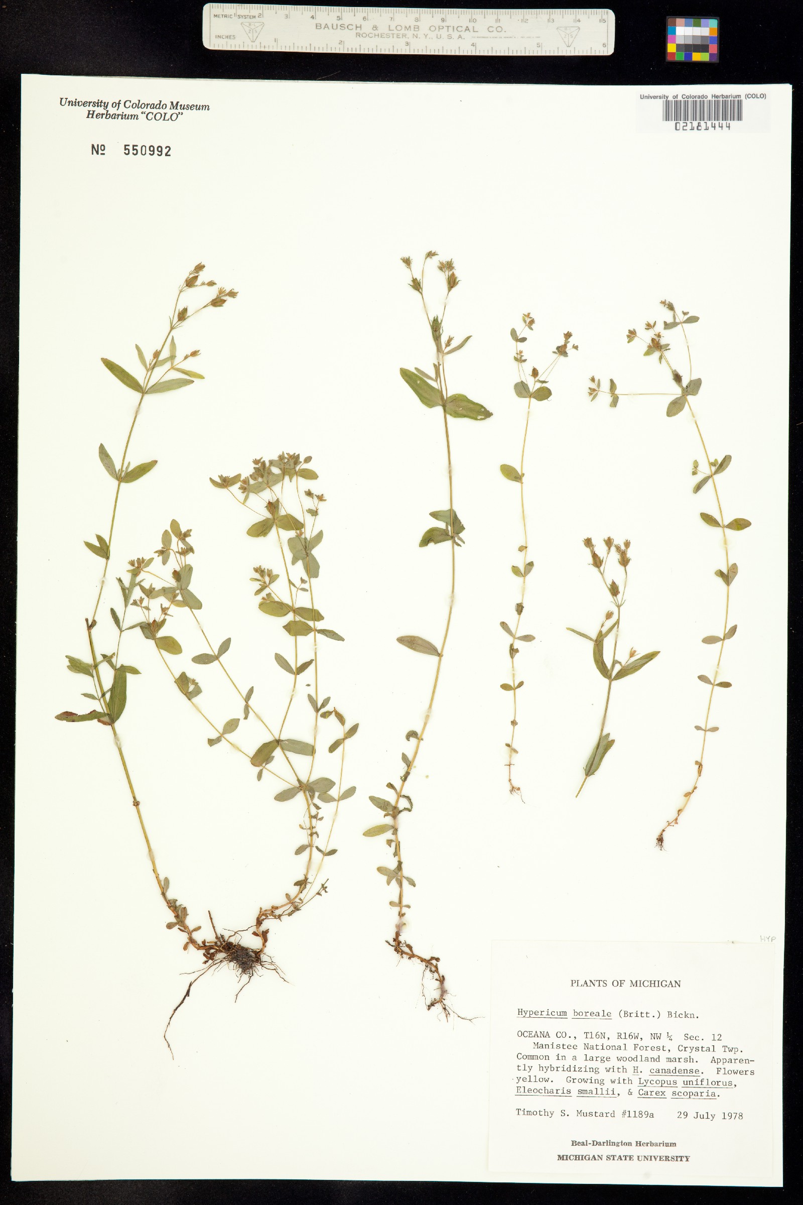 Hypericum mutilum ssp. boreale image
