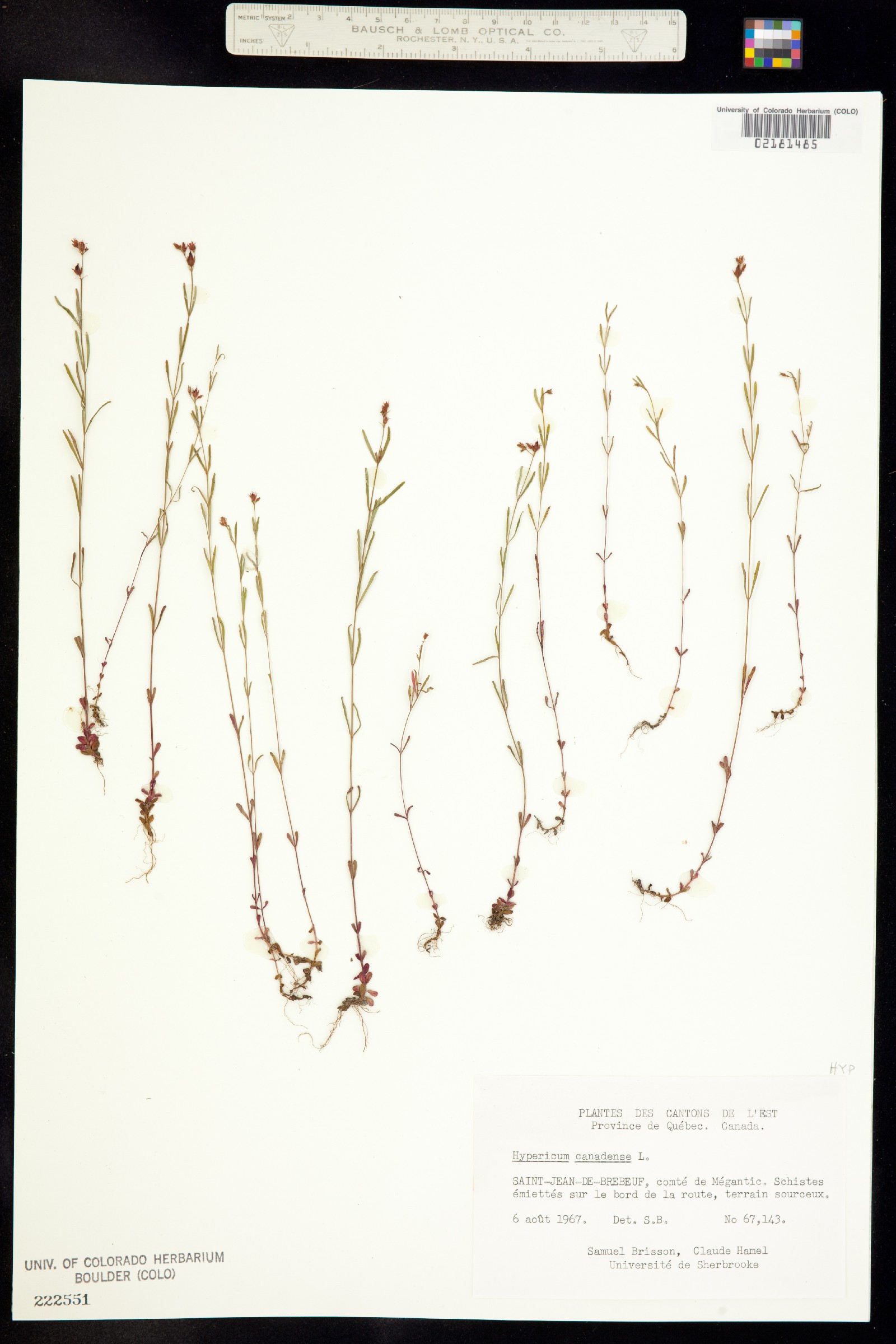 Hypericum canadense image