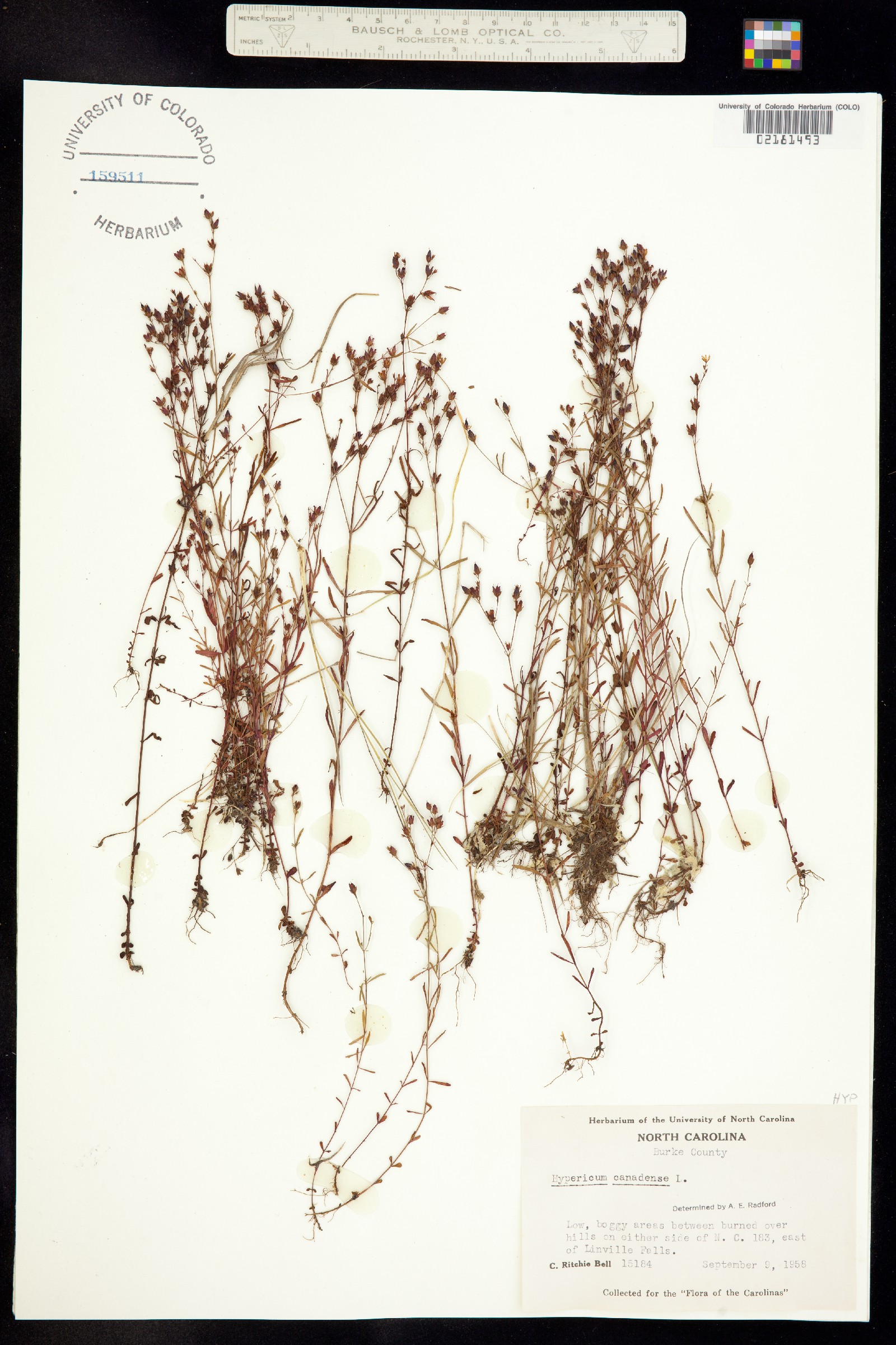 Hypericum canadense image