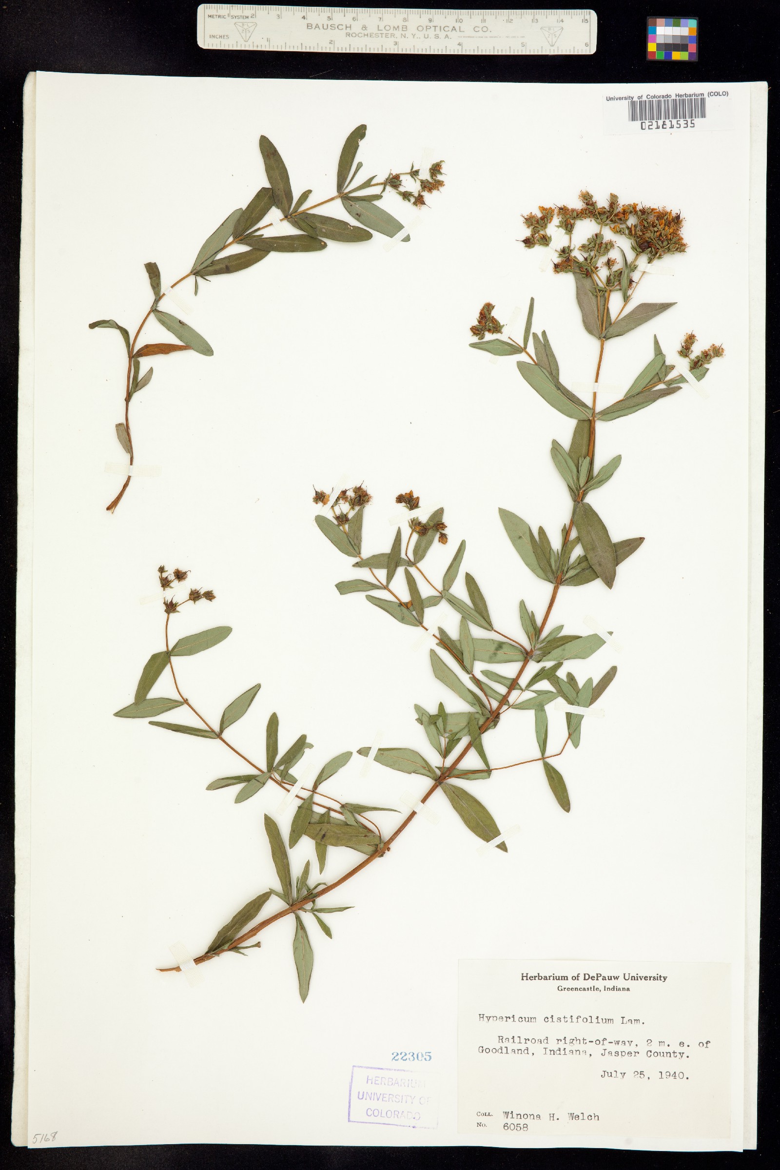 Hypericum cistifolium image