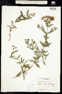 Image of Hypericum cistifolium