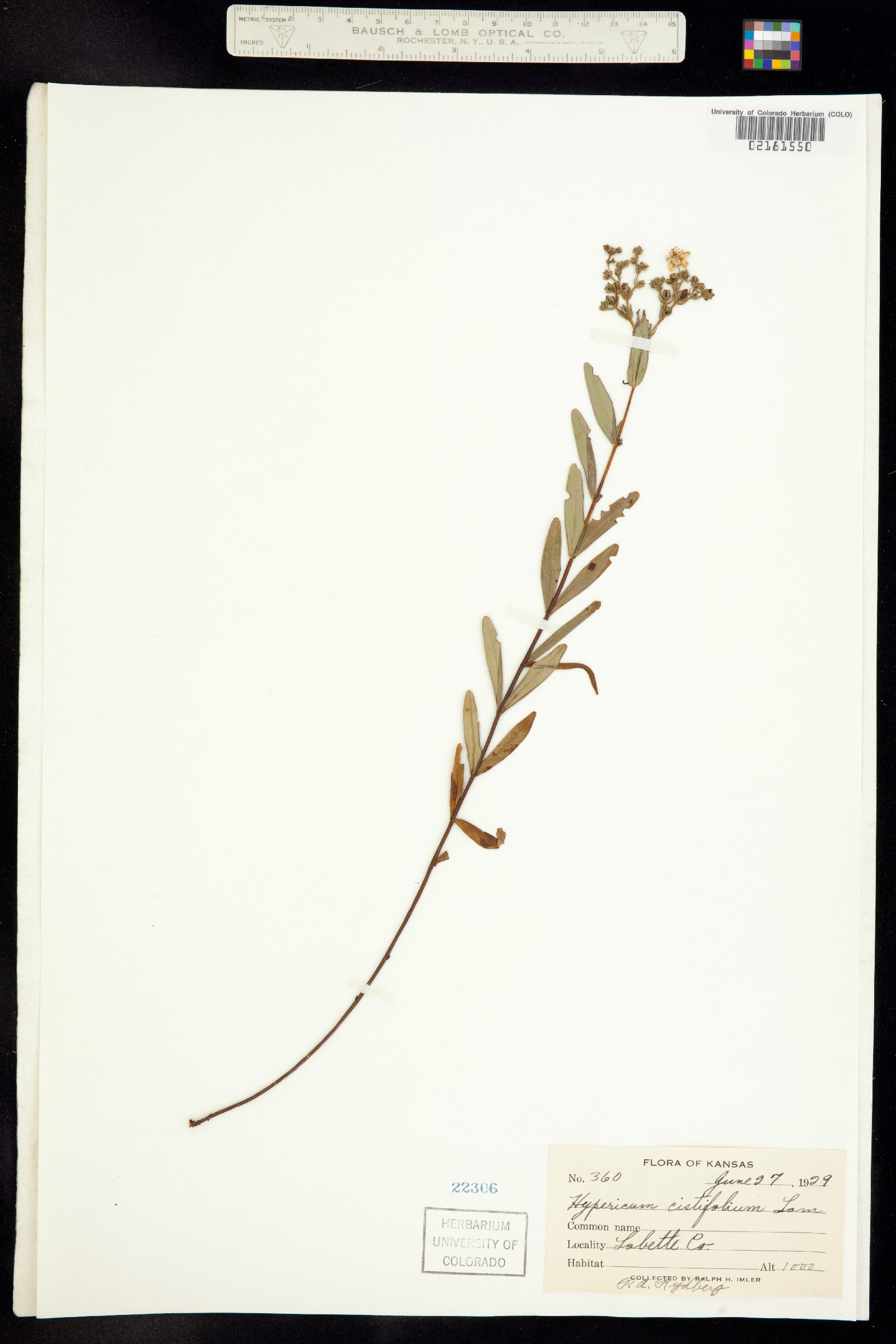 Hypericum cistifolium image