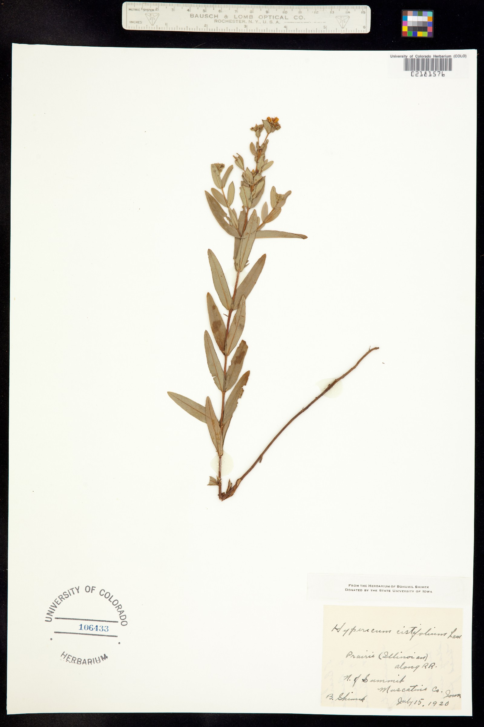Hypericum cistifolium image