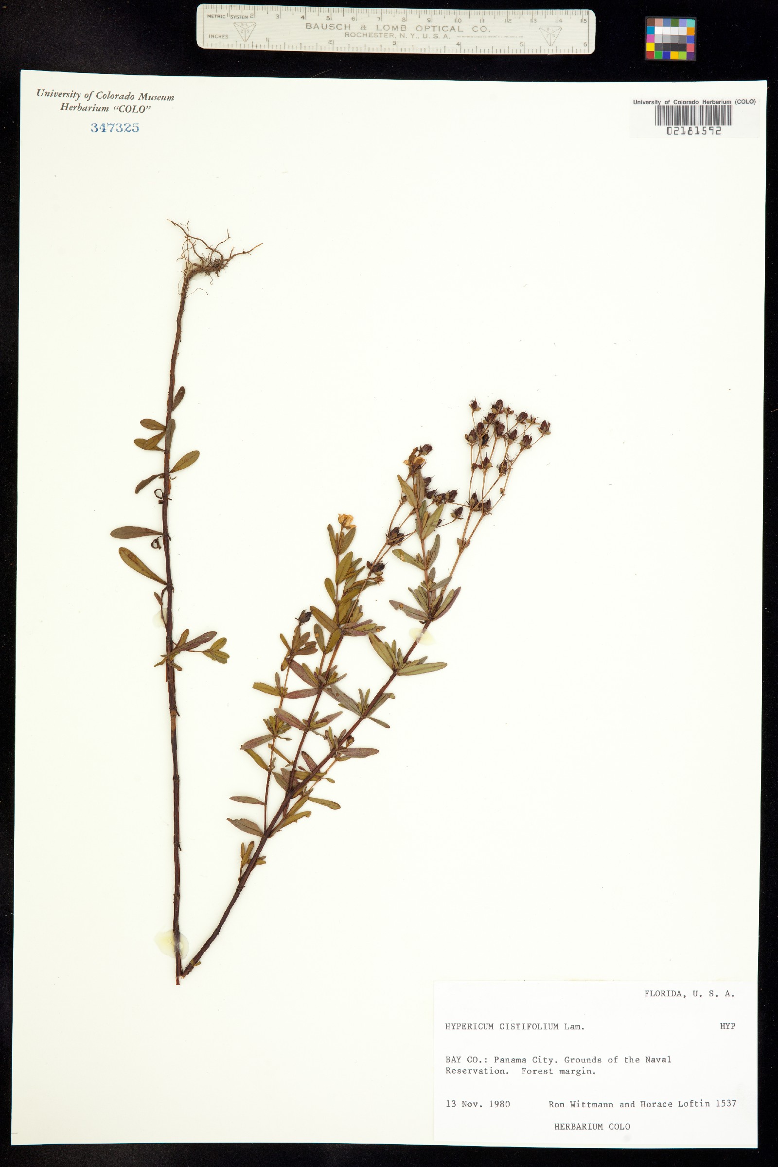 Hypericum cistifolium image