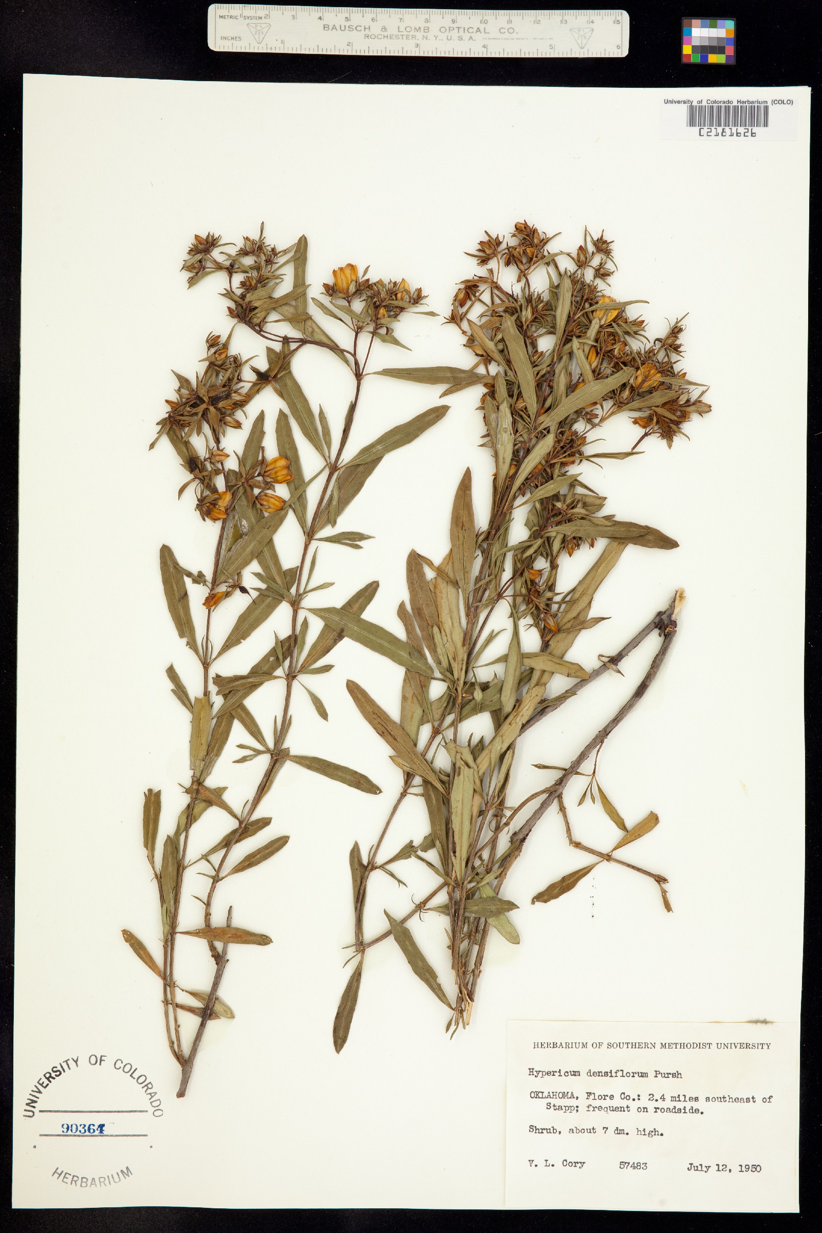 Hypericum densiflorum image
