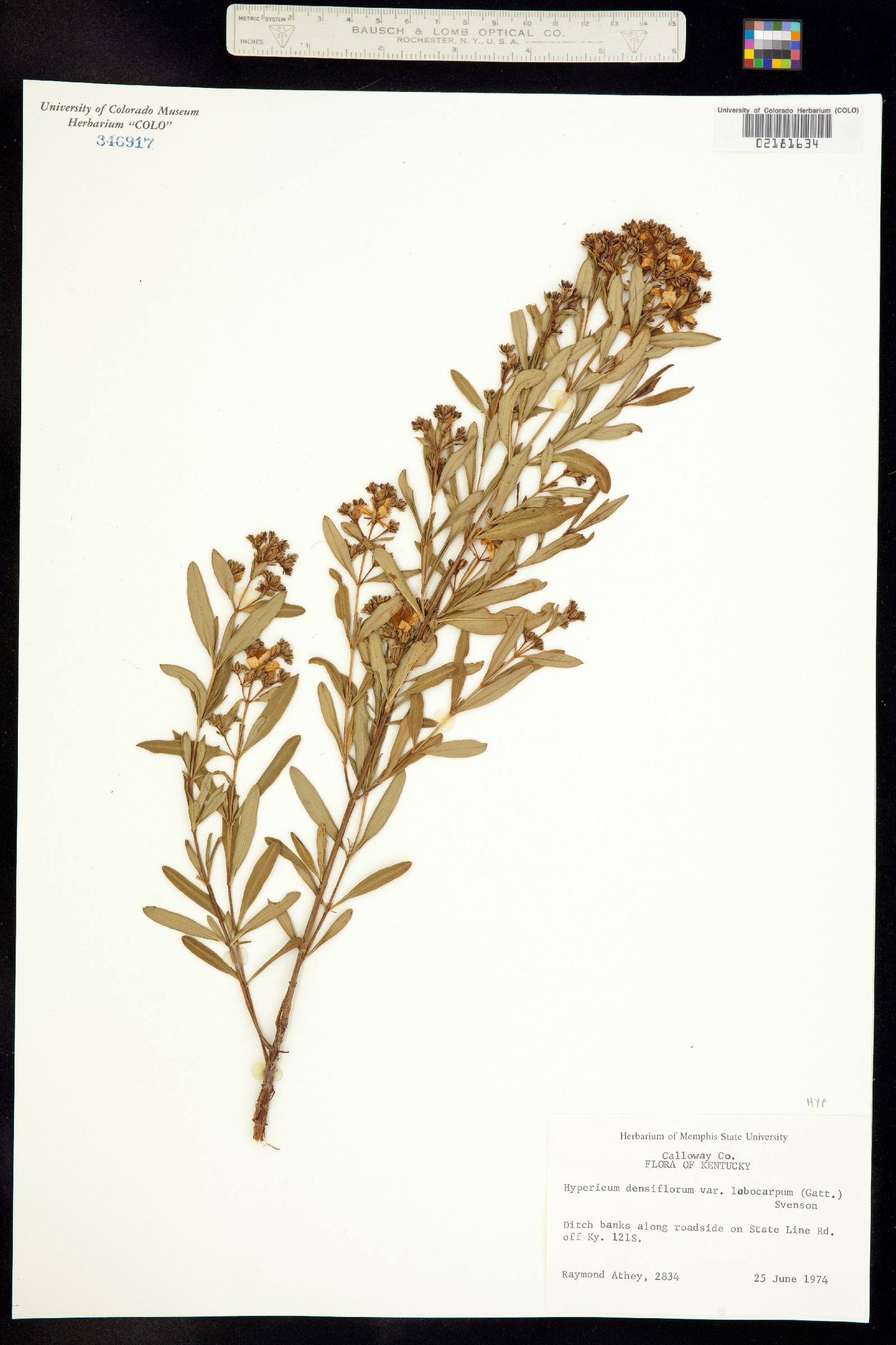 Hypericum densiflorum image