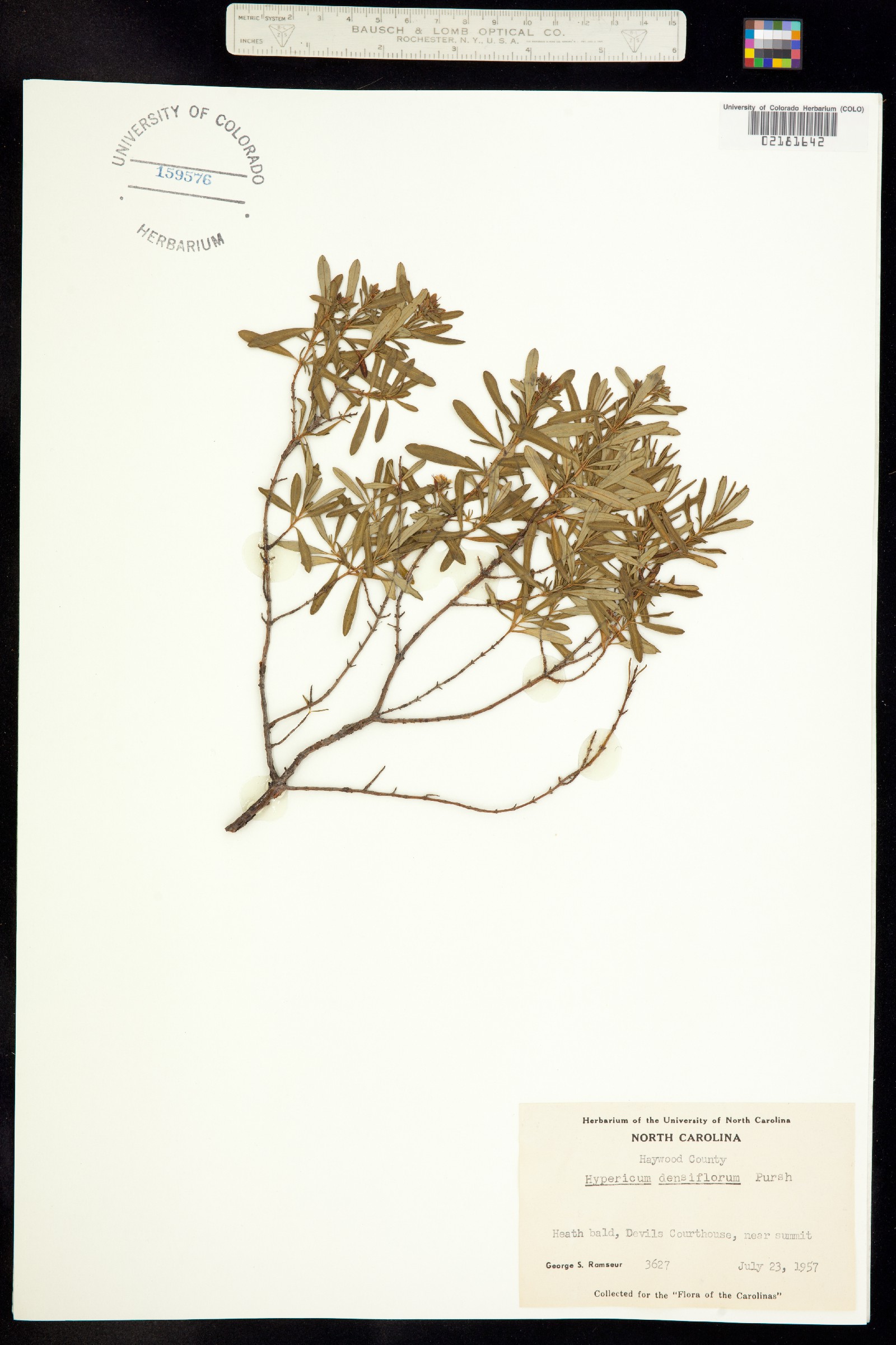 Hypericum densiflorum image