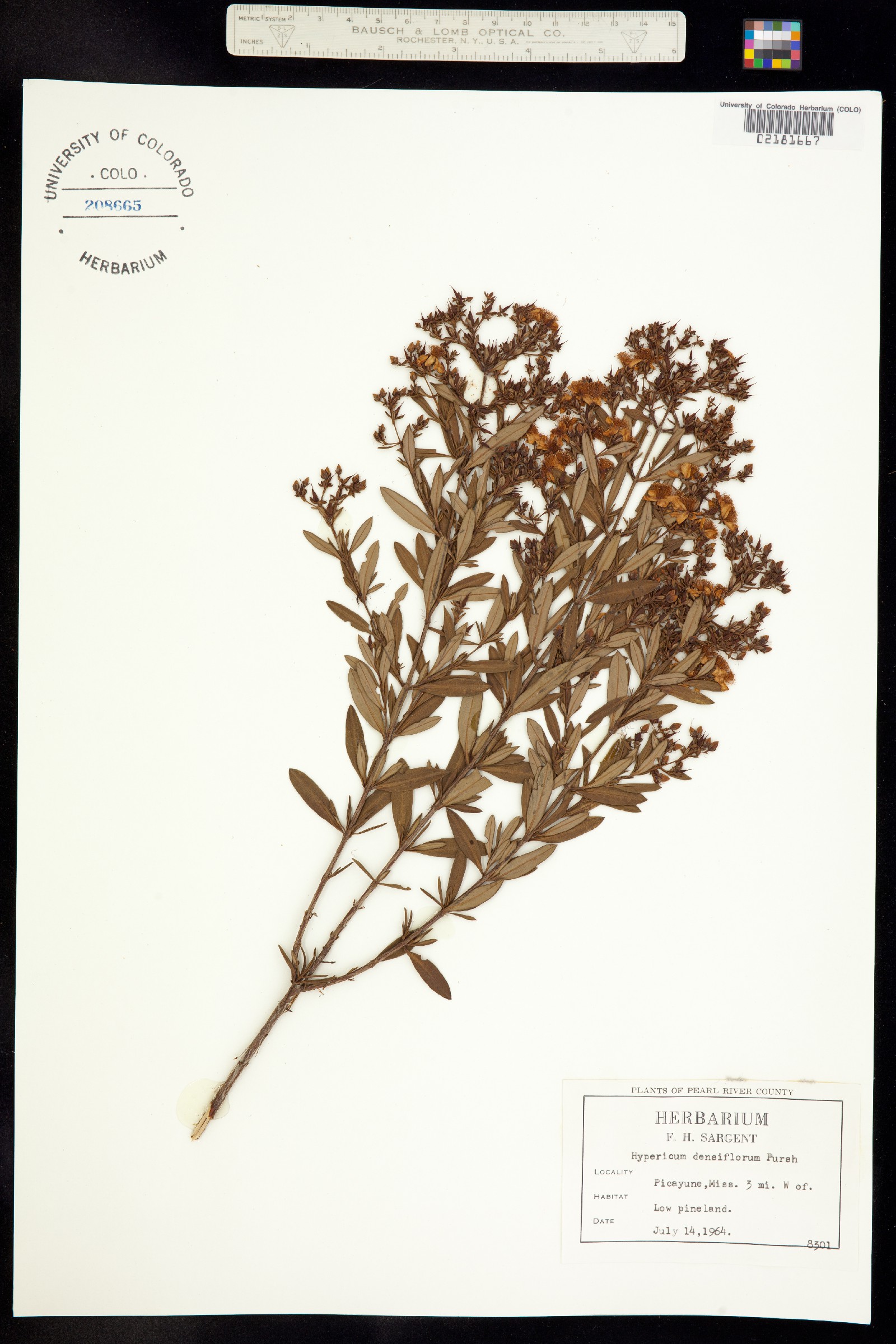 Hypericum densiflorum image