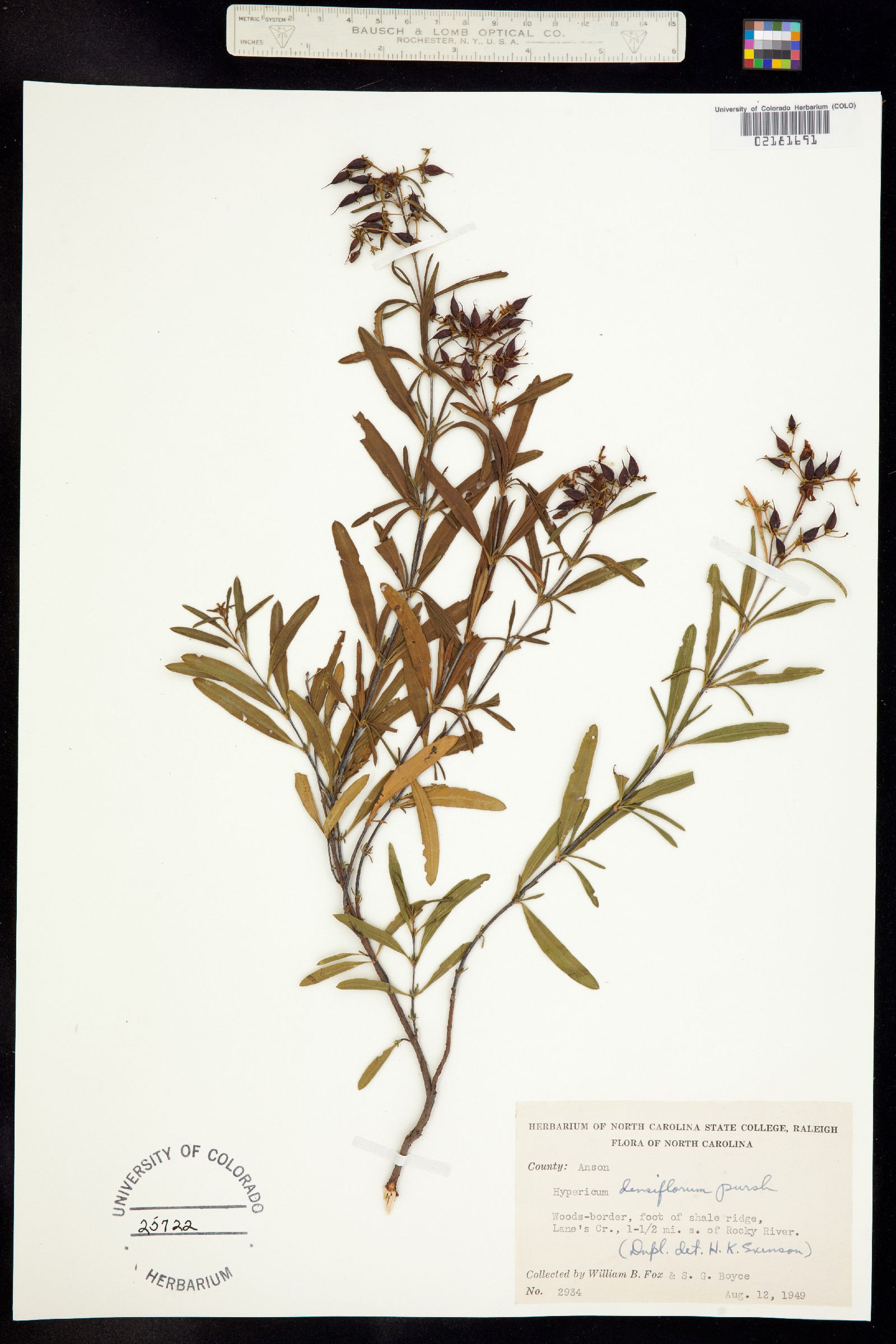 Hypericum densiflorum image