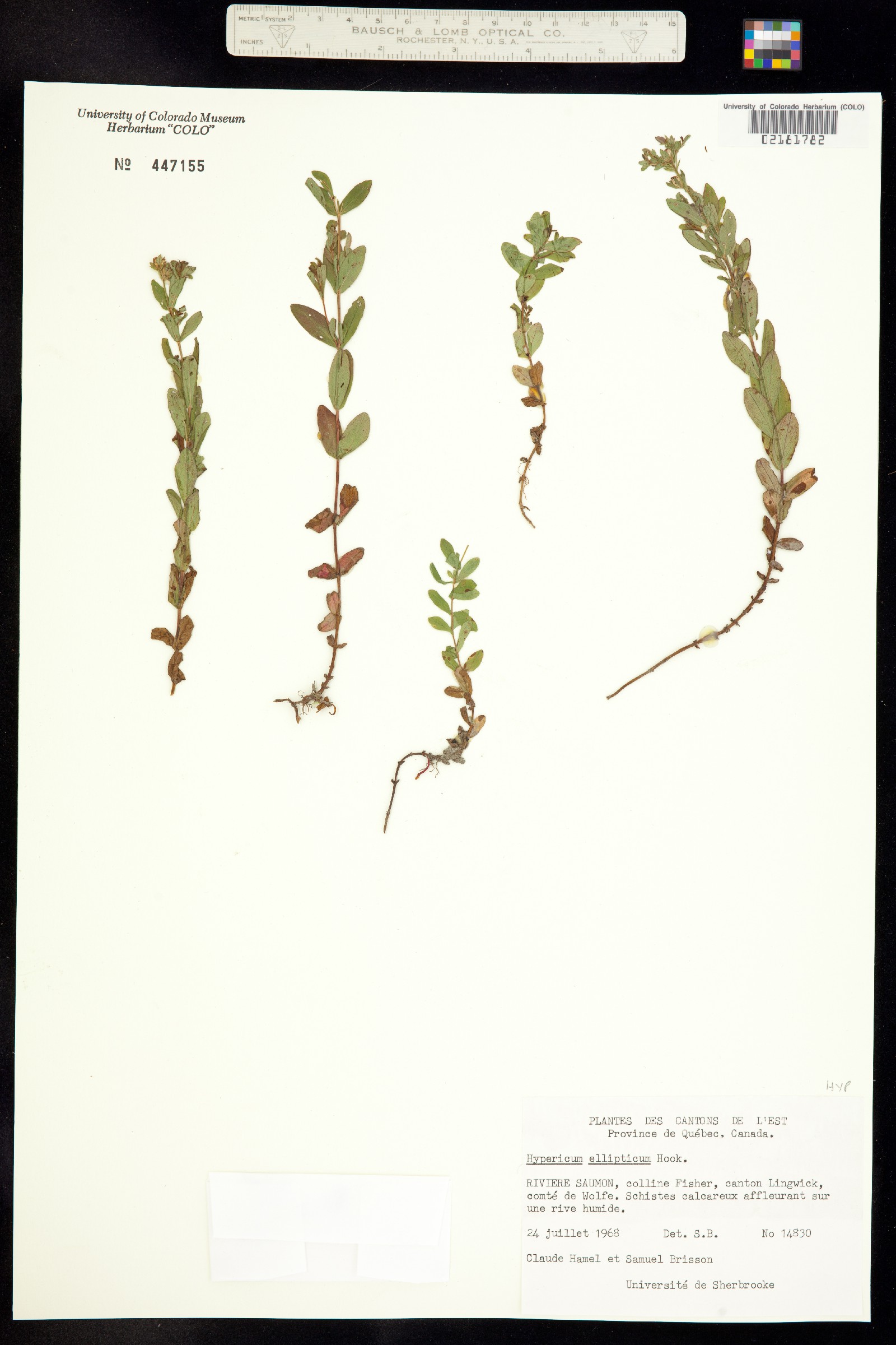 Hypericum ellipticum image