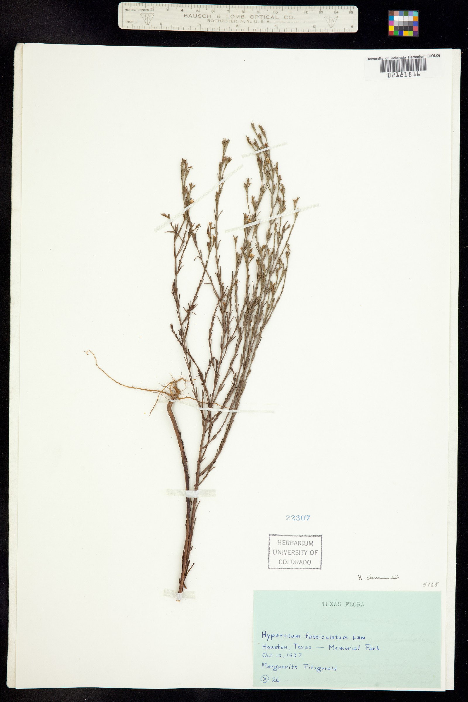 Hypericum drummondii image