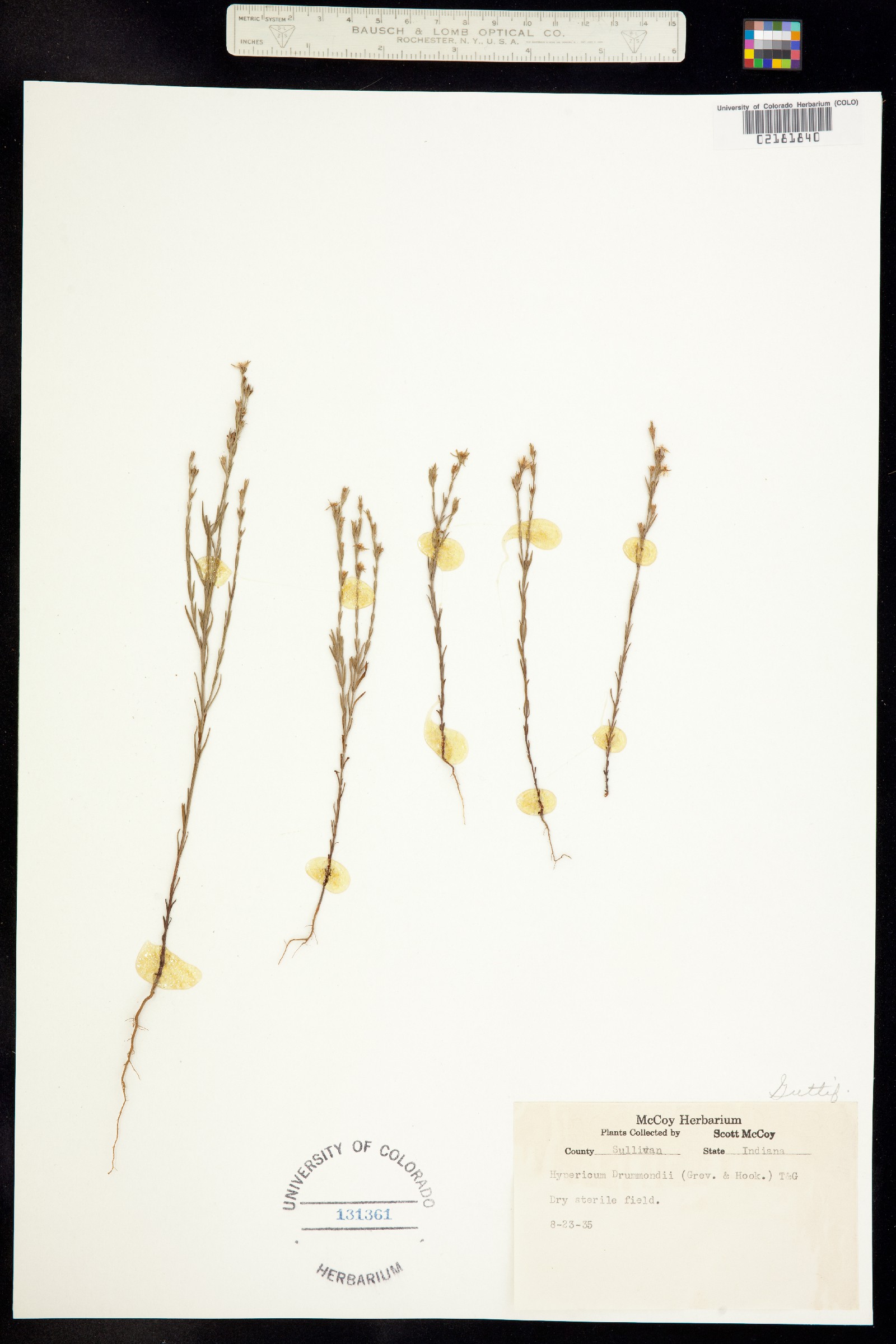 Hypericum drummondii image